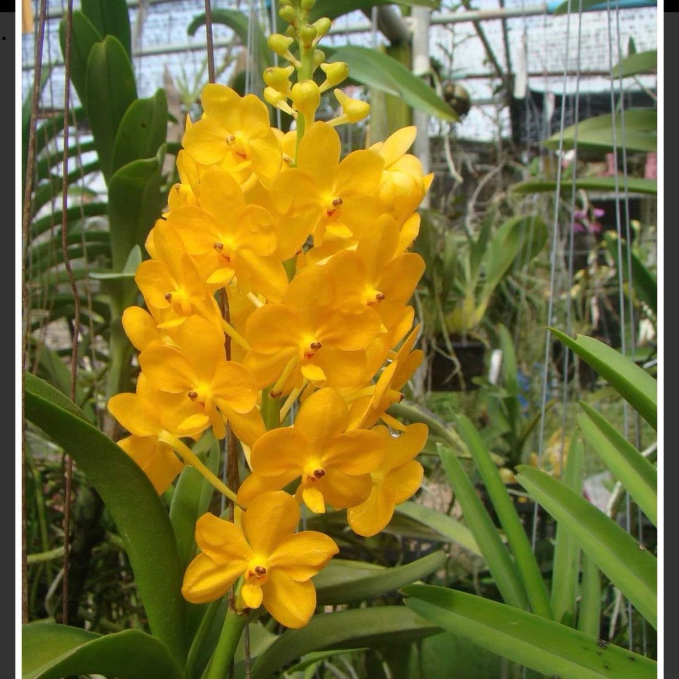 Photo of the plant species Vanda orchid by @Dawgfreak named V Bangkuntian Gold on Greg, the plant care app