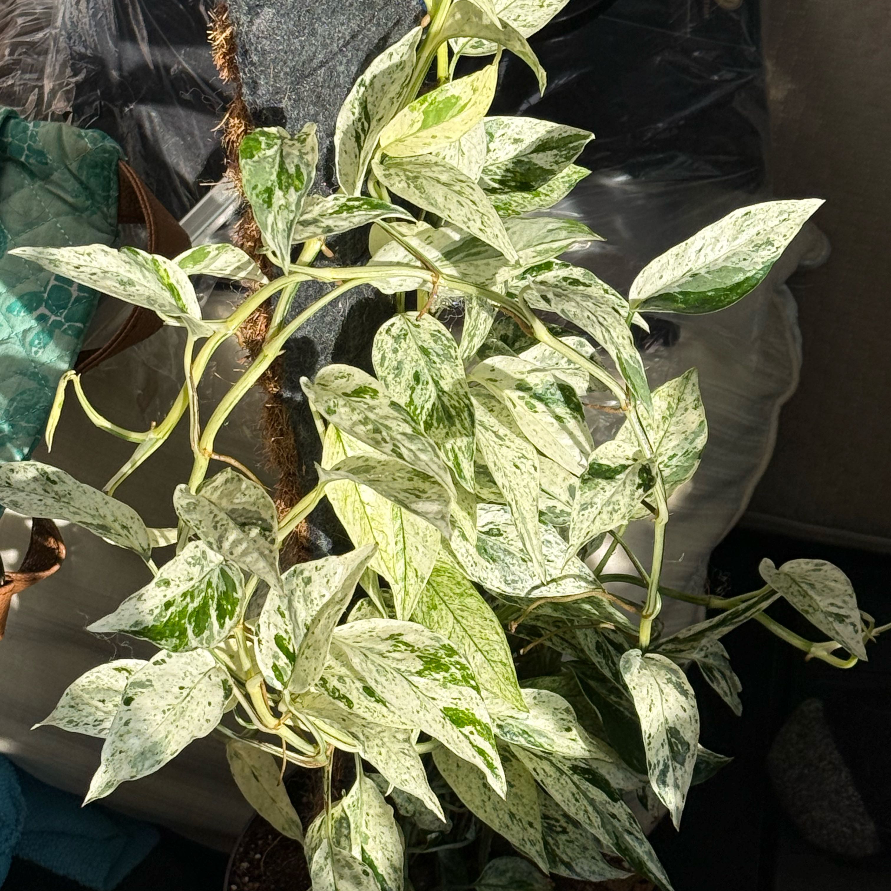 Photo of the plant species Hanoman Bali by @Dawgfreak named Epiprimnum Hanoman Bali on Greg, the plant care app