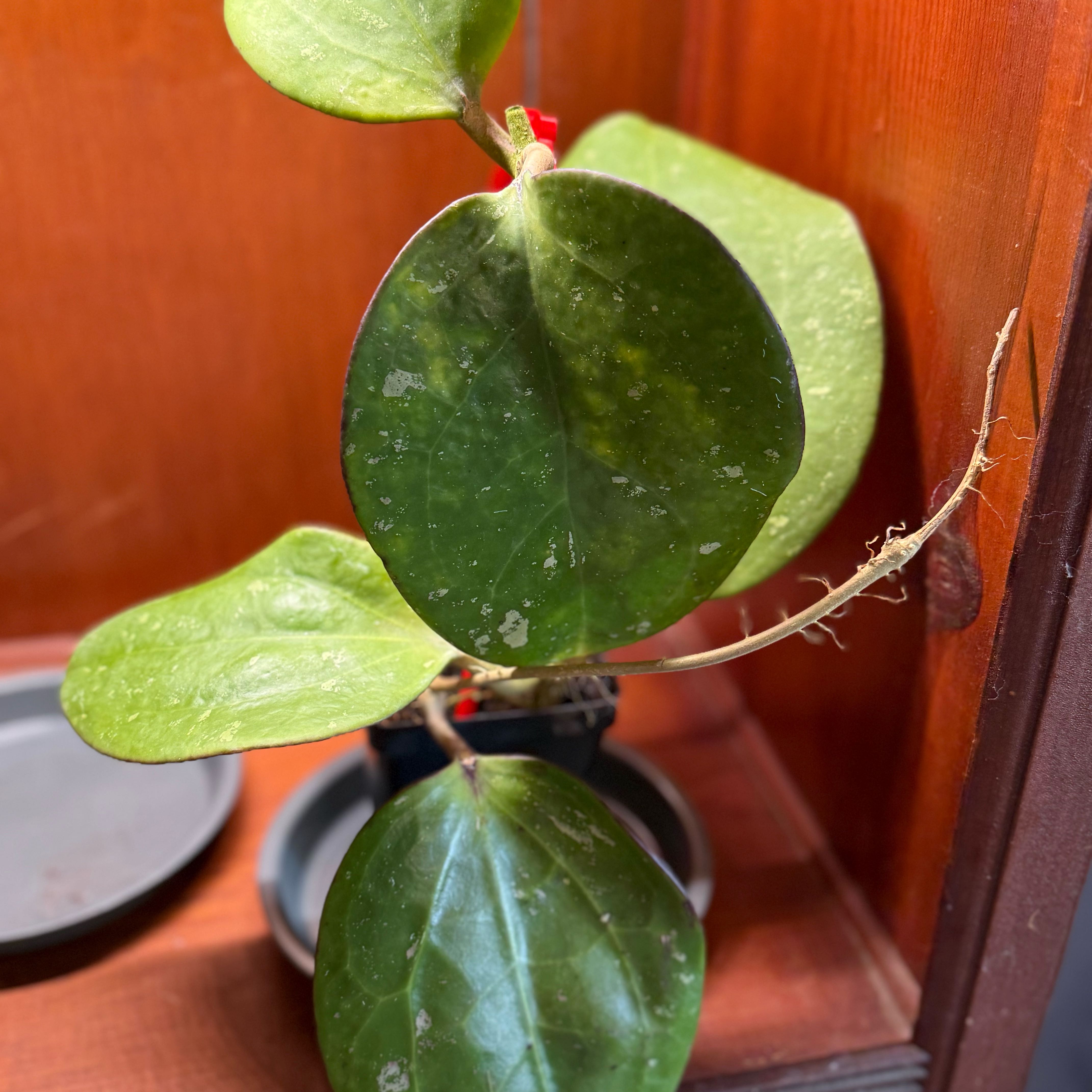 Photo of the plant species Dinner-plate Hoya by @Dawgfreak named H. loyceandrewsiana on Greg, the plant care app