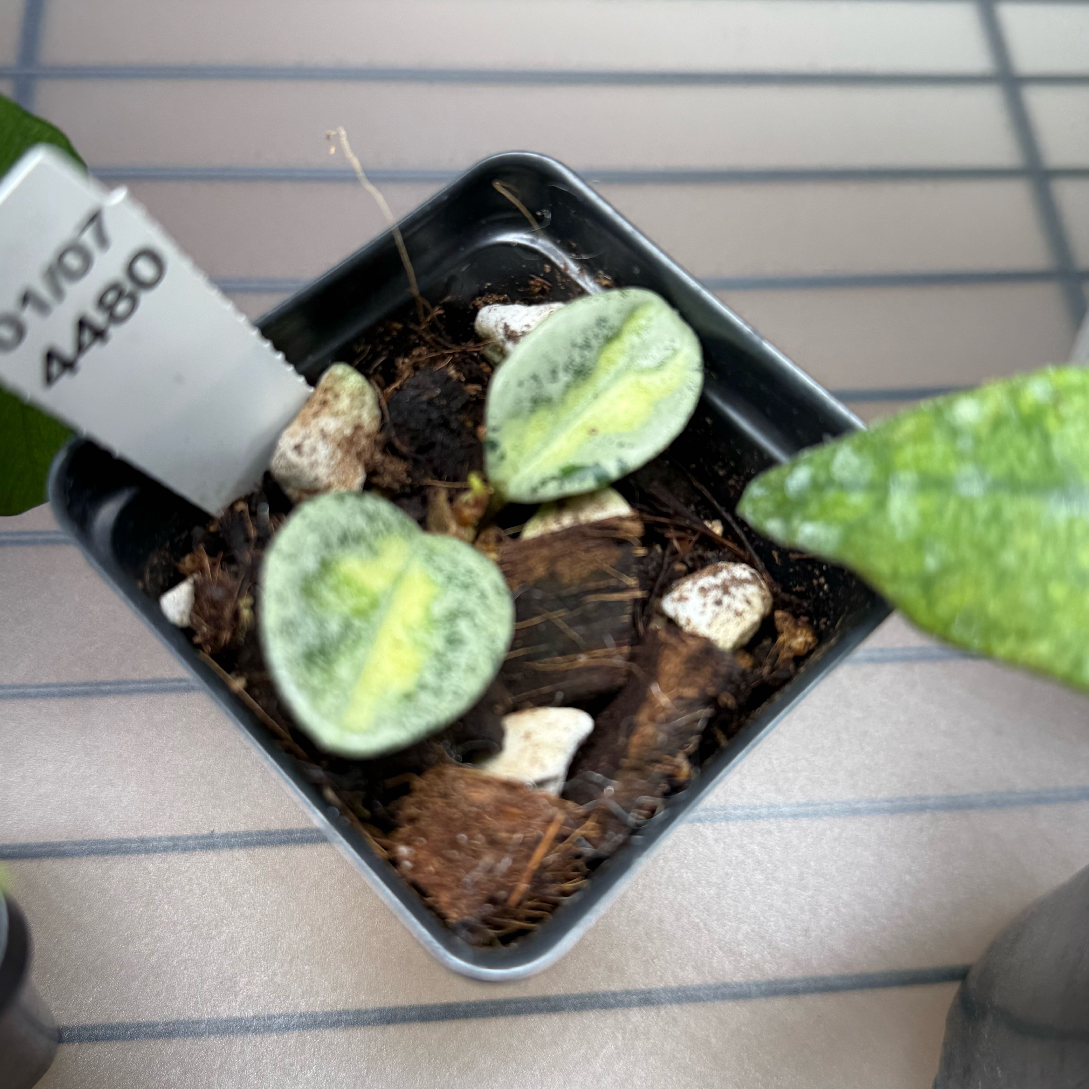 Photo of the plant species Hoya Argentea Princess by @Dawgfreak named H. carnosa Argentea Princess on Greg, the plant care app