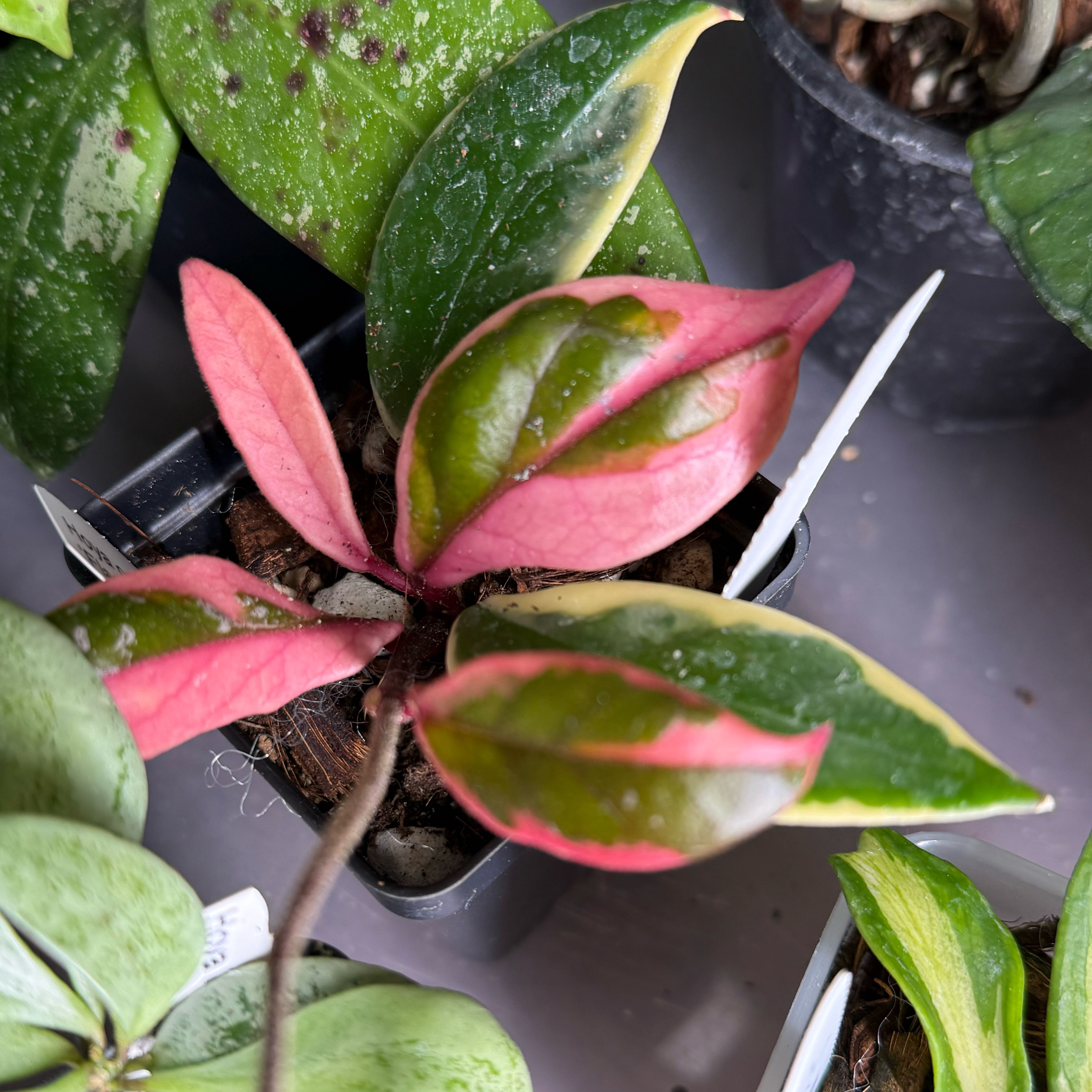 Photo of the plant species Hoya ‘Flamingo Dreams’ by @Dawgfreak named H. carnosa Flamingo Dream on Greg, the plant care app
