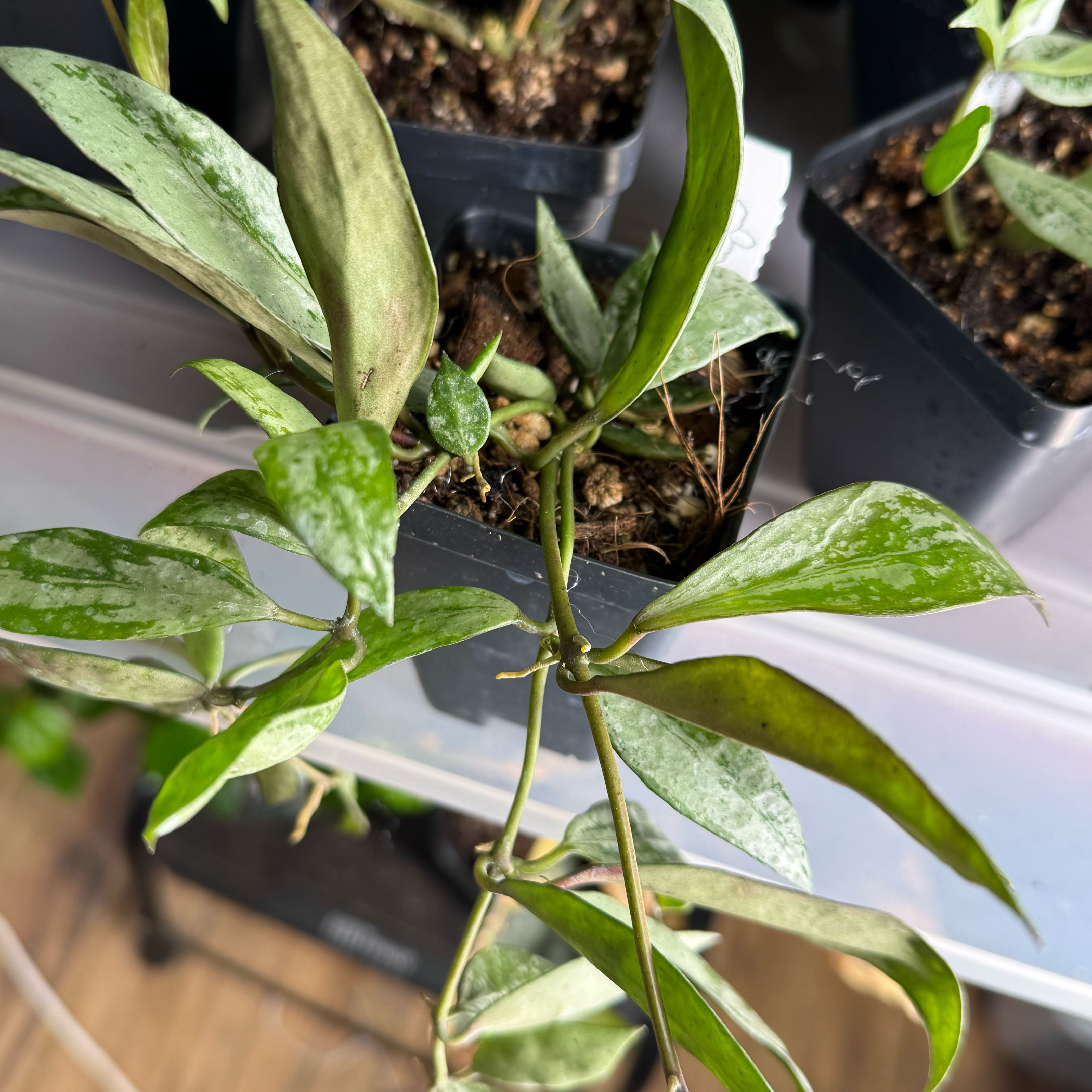 Photo of the plant species Hoya Lacunosa Silver by @Dawgfreak named H. lacunosa Moonshine on Greg, the plant care app