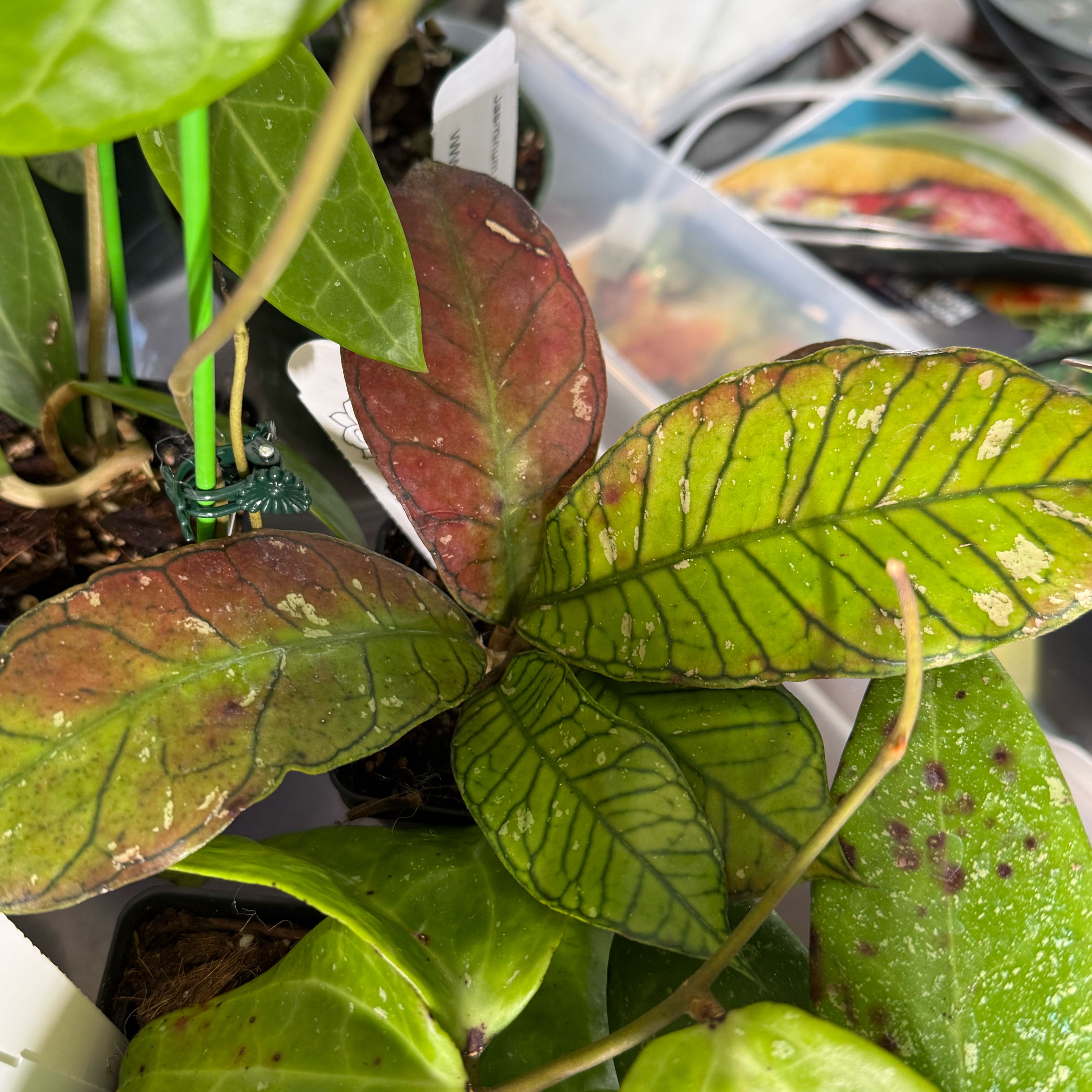 Photo of the plant species Hoya Gangung Gading by @Dawgfreak named H. gunung gading sp. on Greg, the plant care app