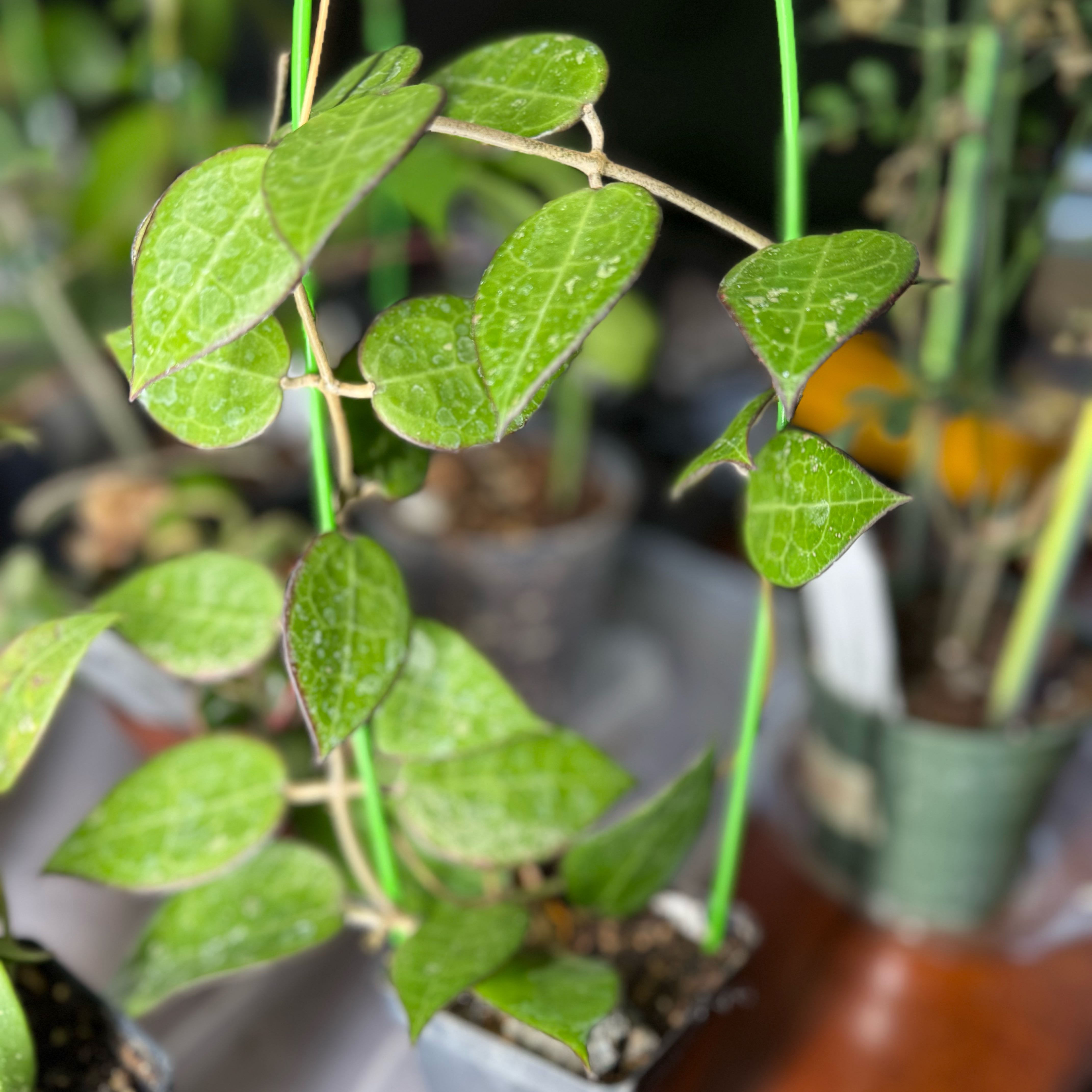 Photo of the plant species Black Margin Hoya Parasitica by @Dawgfreak named H. parasitica Black Margin on Greg, the plant care app