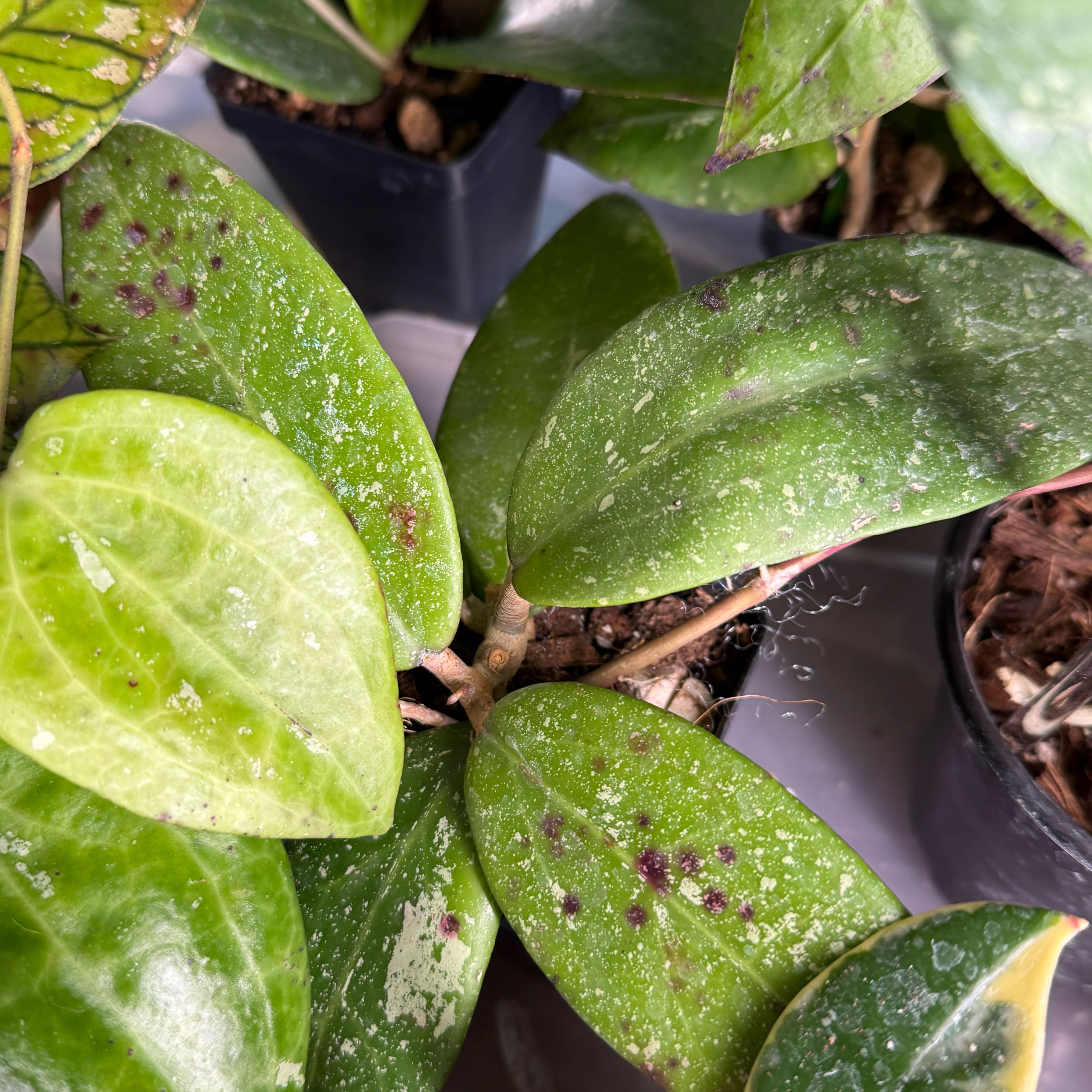 Photo of the plant species Hoya sp. Vietnam AH-001 by @Dawgfreak named H. ah-001 Vietnam on Greg, the plant care app