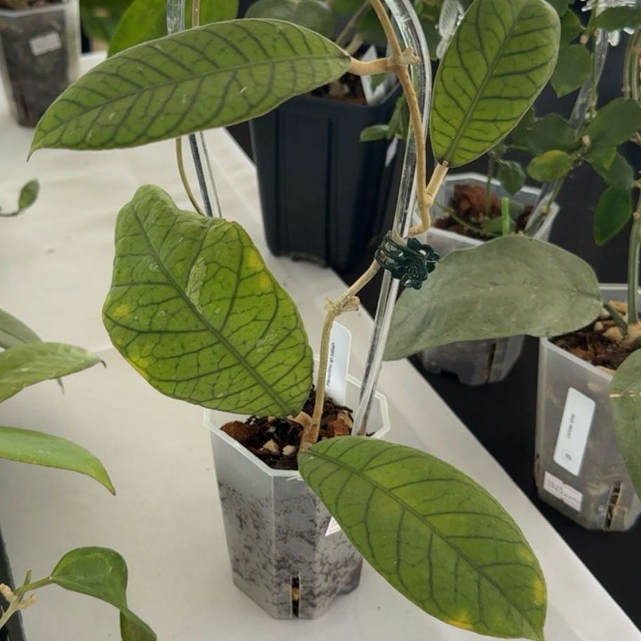Photo of the plant species Hoya Sabah by @Dawgfreak named H. meredithii Sabah rp-013 on Greg, the plant care app