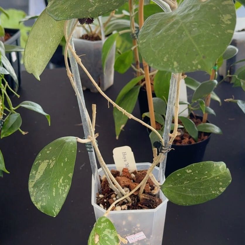 Photo of the plant species Hoya Dossy MB 1219 by @Dawgfreak named H. MB-1255 Michele (verticillata x acuta) on Greg, the plant care app