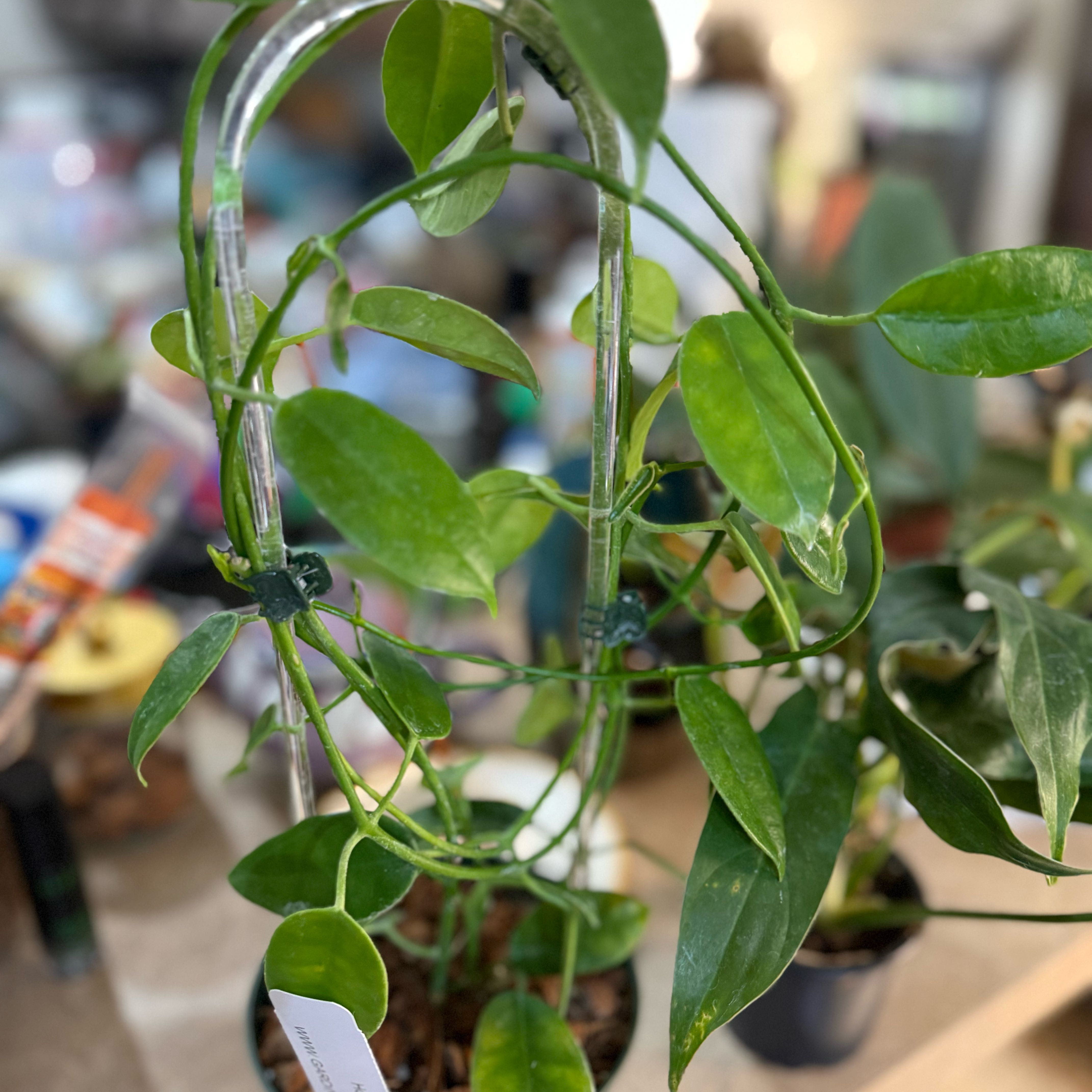 Photo of the plant species Hoya 'Ruthie' by @Dawgfreak named H. ruthie on Greg, the plant care app