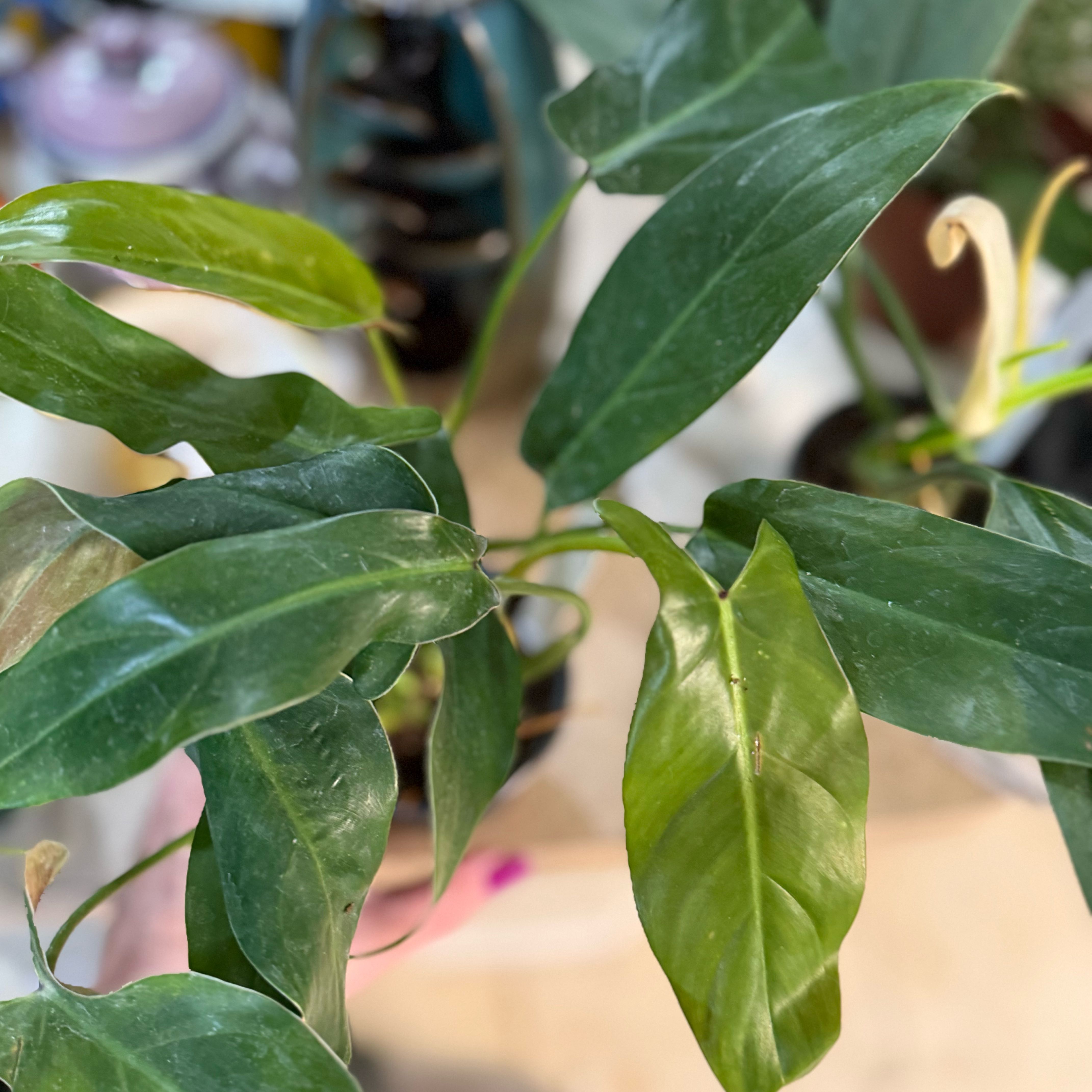Photo of the plant species Philodendron mexicanum by @Dawgfreak named Philo mexicanum on Greg, the plant care app