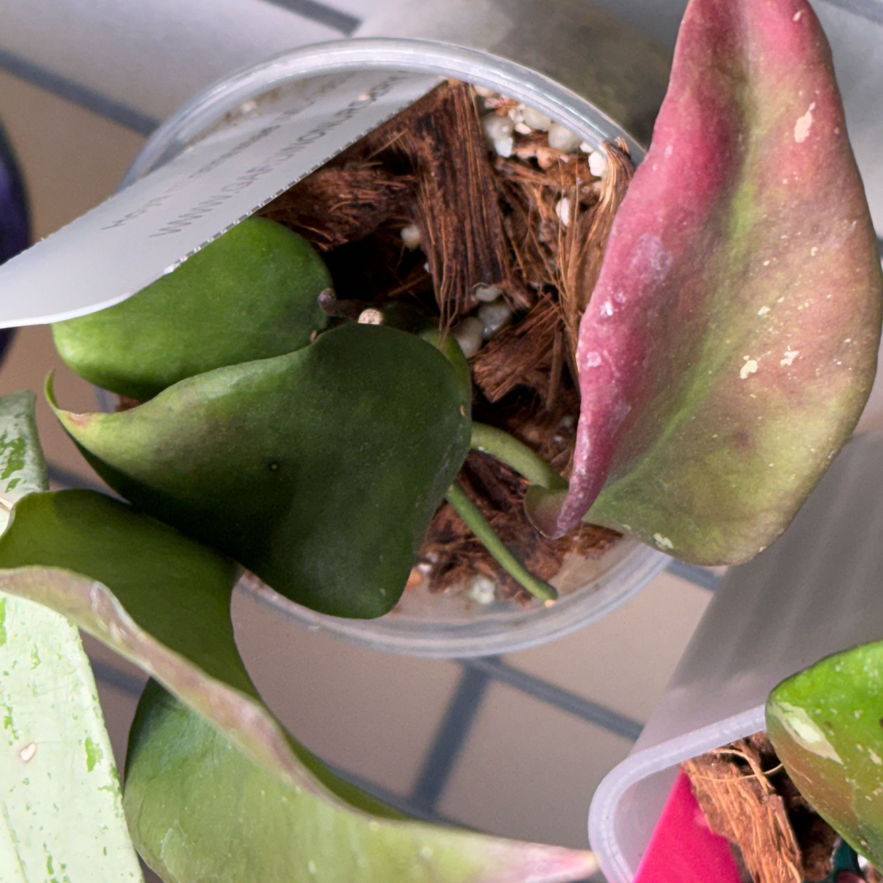 Photo of the plant species Hoya MPR IML 1866 by @Dawgfreak named H. IML-1863 minahassae on Greg, the plant care app