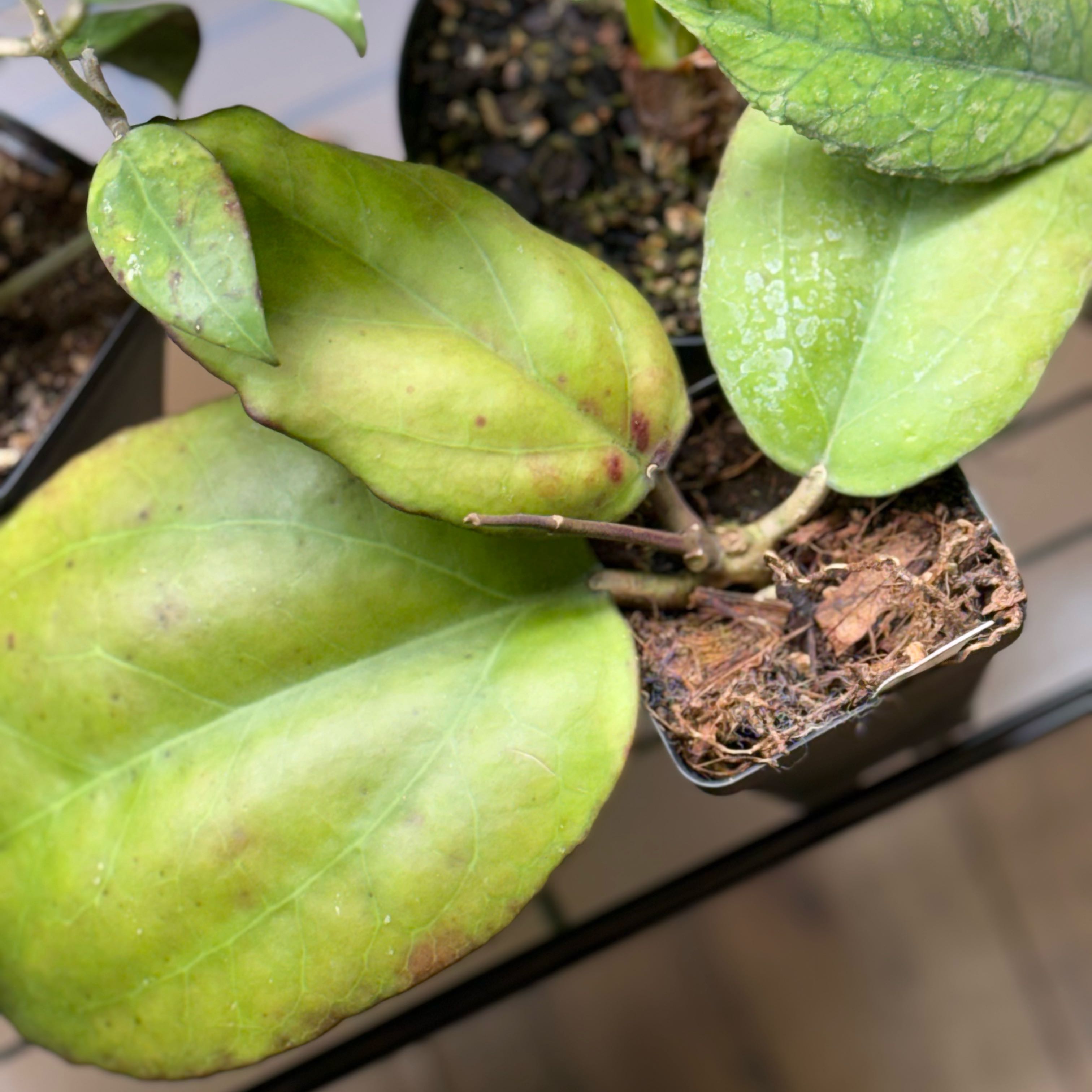 Photo of the plant species Hoya nervosa by @Dawgfreak named H. nervosa on Greg, the plant care app