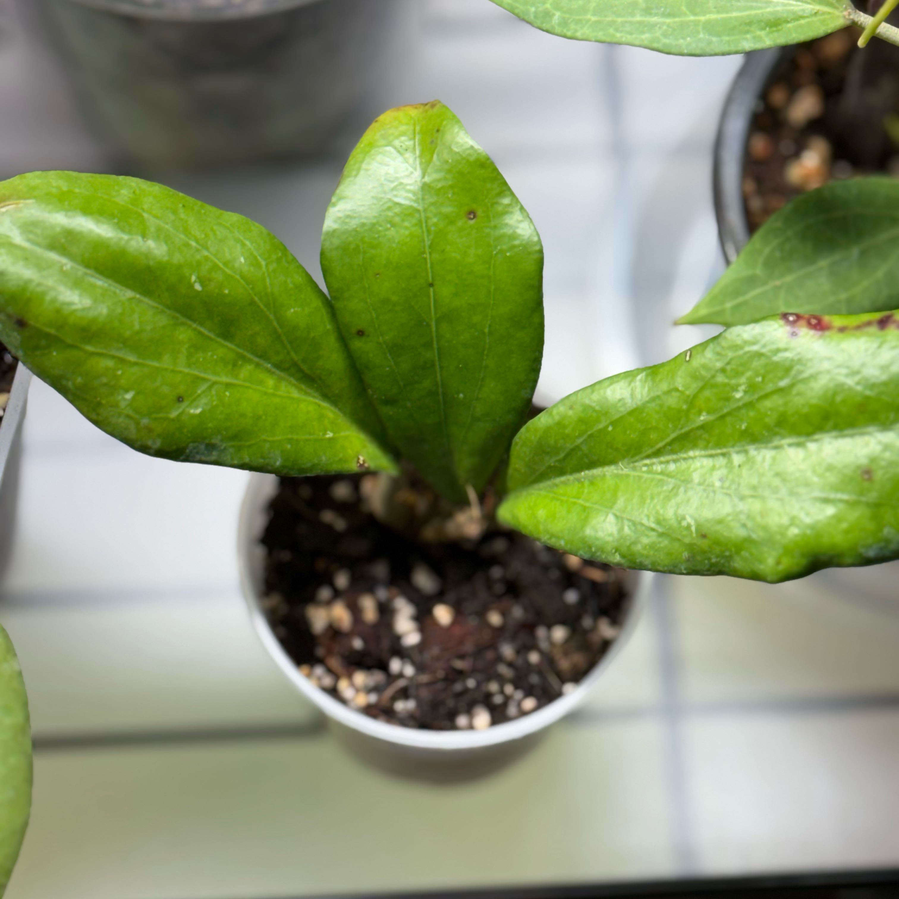 Photo of the plant species Hoya erythrina by @Dawgfreak named H. erythrina Nara on Greg, the plant care app