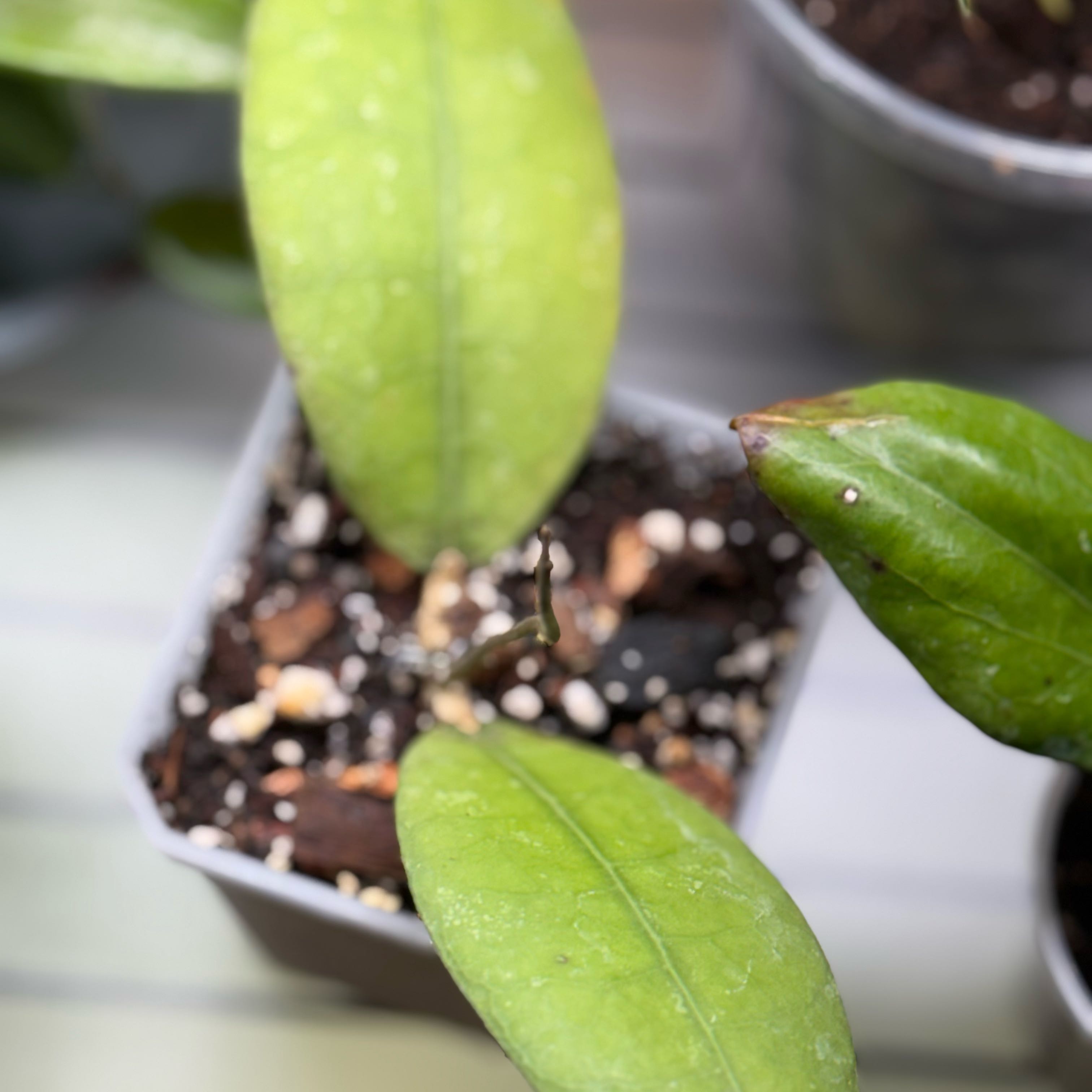 Photo of the plant species Hoya lambii by @Dawgfreak named H. lambii (aff) on Greg, the plant care app