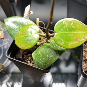 Photo of the plant species Hoya parasitica Splash by @Dawgfreak named H. verticillata (parasitica) splash on Greg, the plant care app