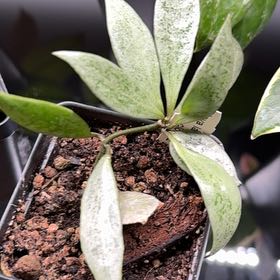 Photo of the plant species Hoya lacunosa ‘Asami’ (cCone 2) by @Dawgfreak named H. lacunosa Zebra clone 2 on Greg, the plant care app