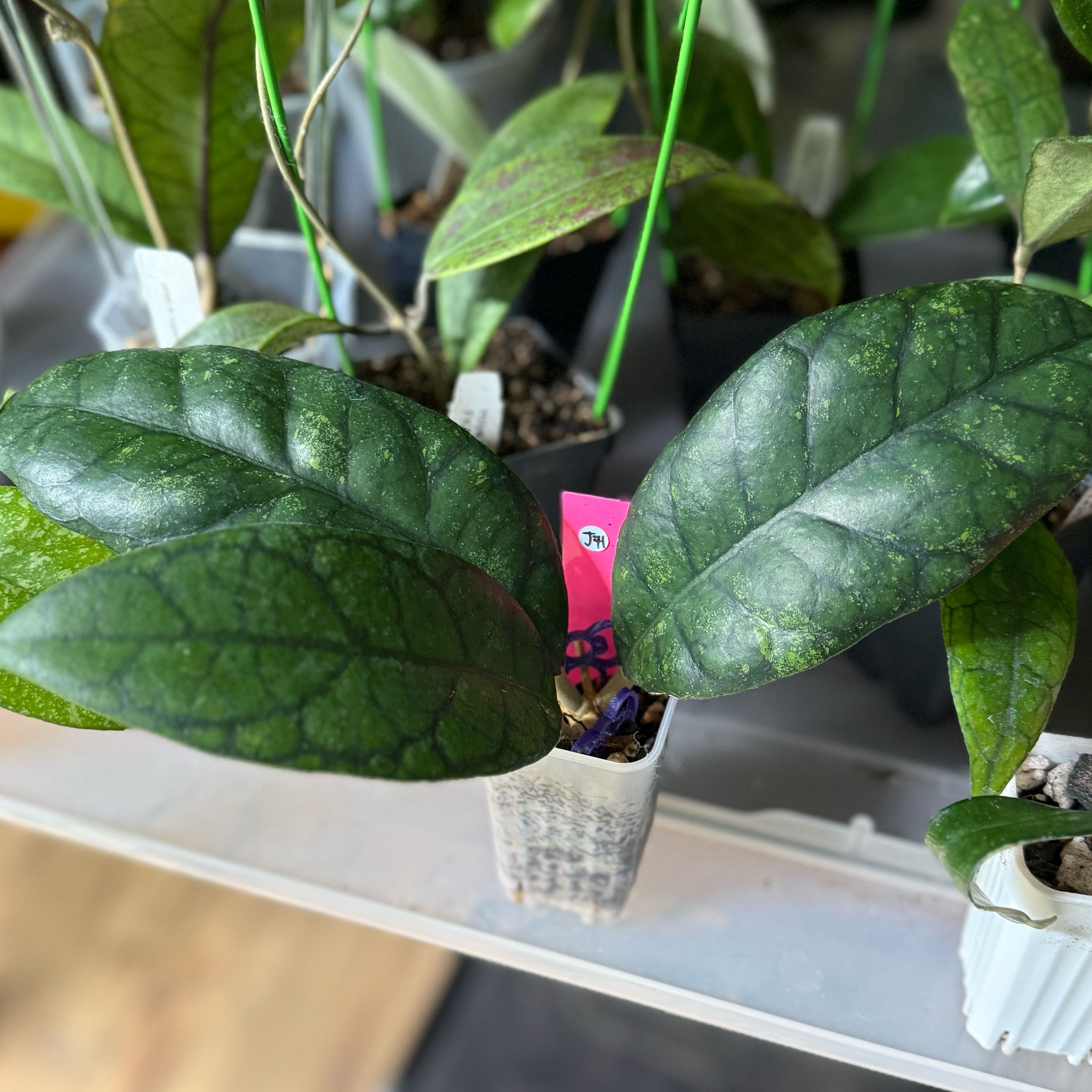 Photo of the plant species Hoya ranauensis by @Dawgfreak named H. ranauensis NAPC013 on Greg, the plant care app