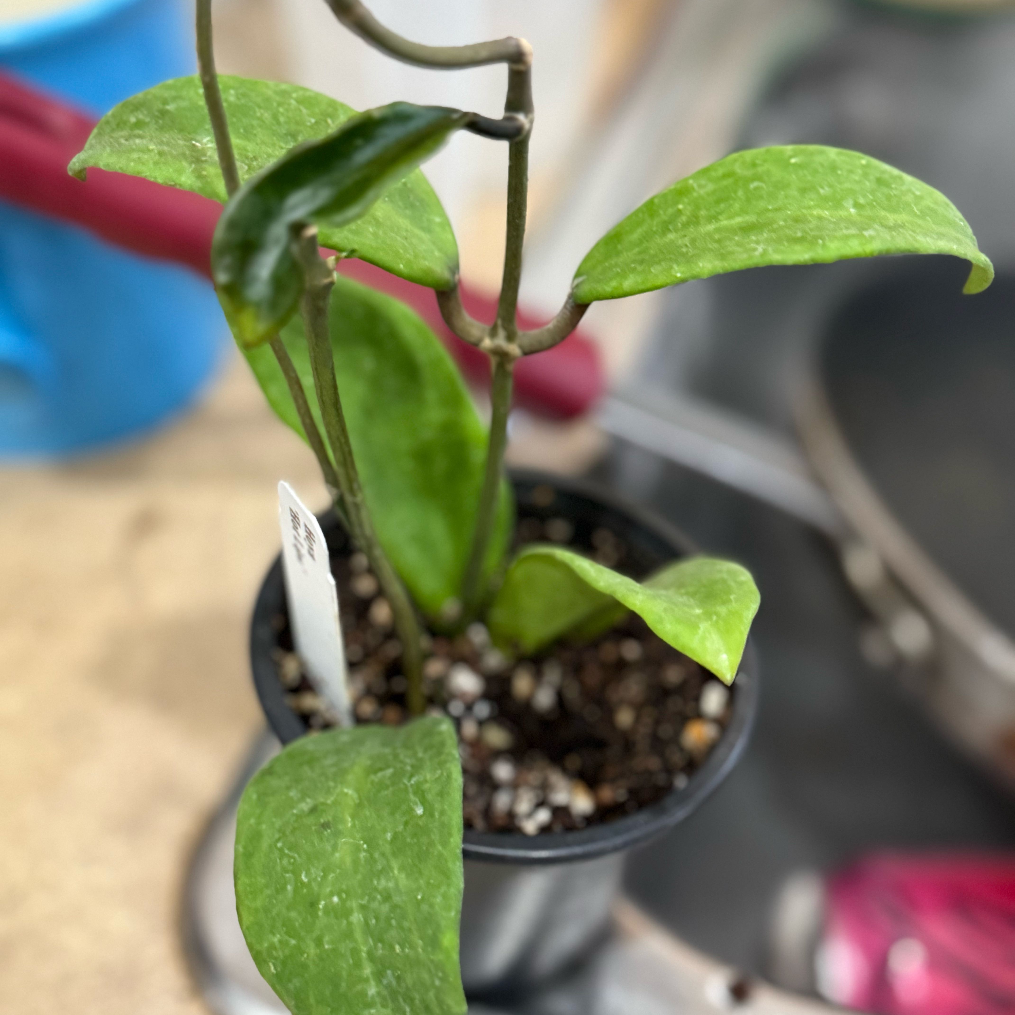 Photo of the plant species Hoya Hybrid by @Dawgfreak named H. hot lips (rigidia x verticillata) on Greg, the plant care app