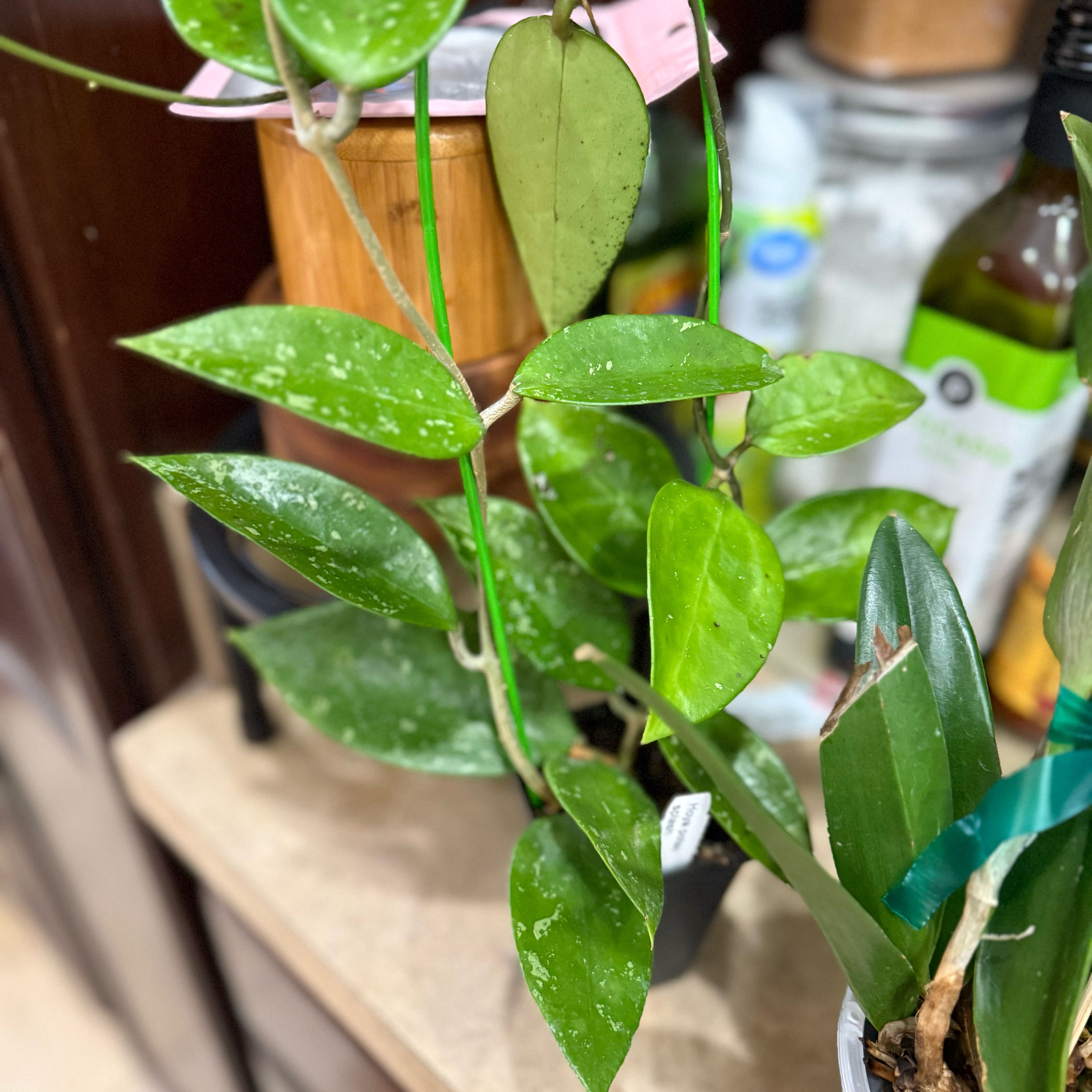 Photo of the plant species hoya potsii by @Dawgfreak named H. potsii splash on Greg, the plant care app