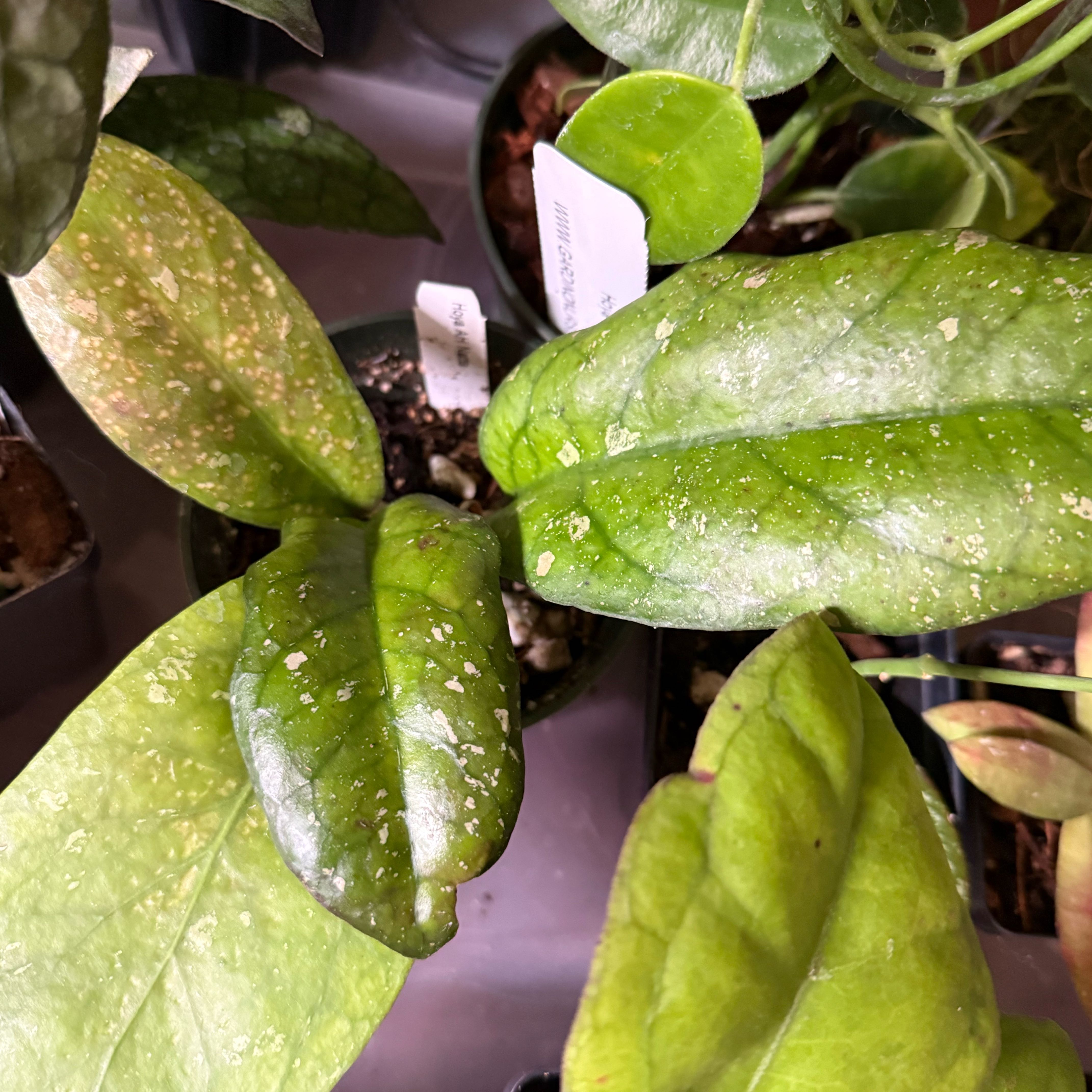 Photo of the plant species Hoya AH Battleground by @Dawgfreak named H. natta on Greg, the plant care app