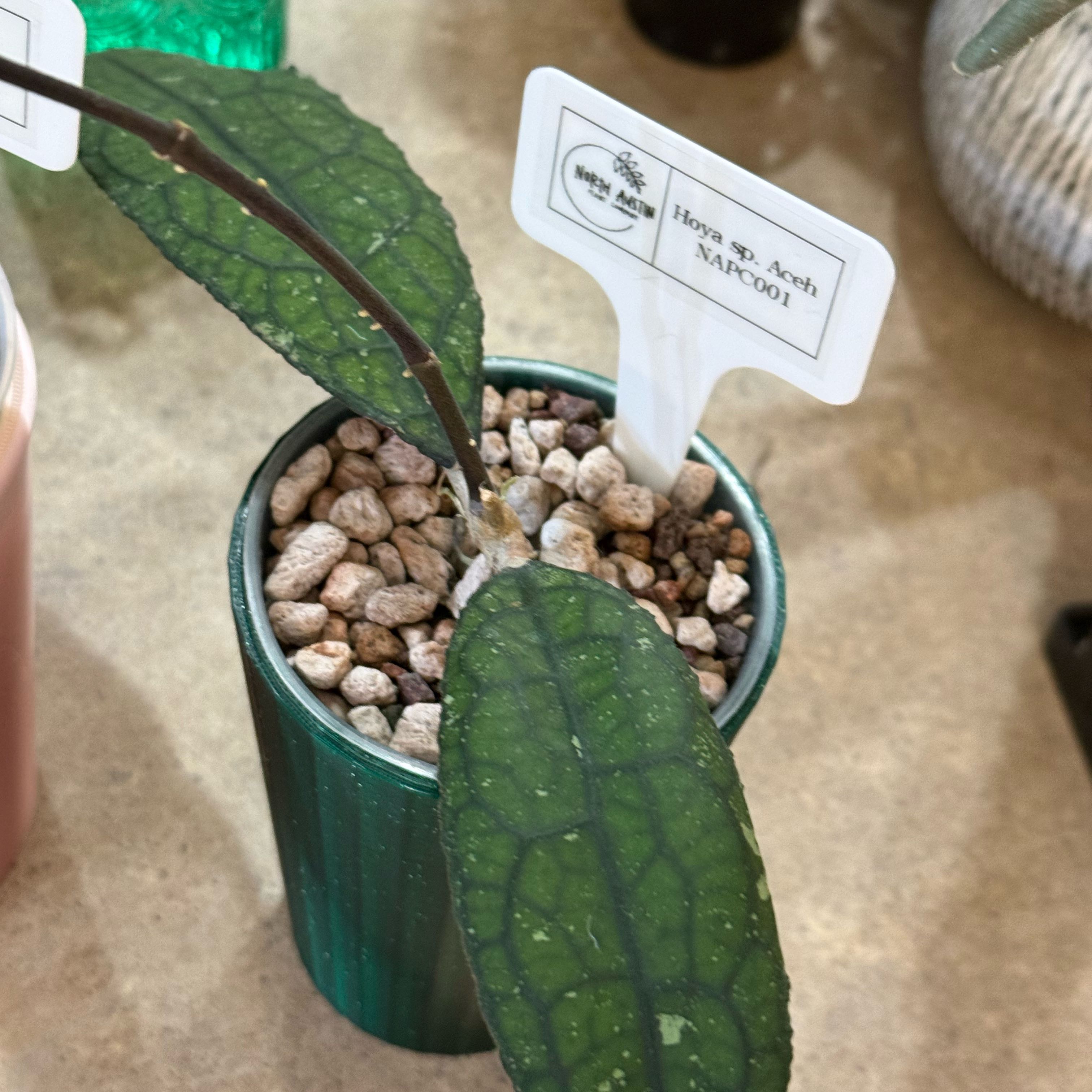Photo of the plant species Hoya 'Aceh Gayo Lues' by @Dawgfreak named H. aceh NAPC001 on Greg, the plant care app