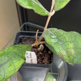 Photo of the plant species Hoya MPR IML 1866 by @Dawgfreak named H. IML-1420 maenam on Greg, the plant care app