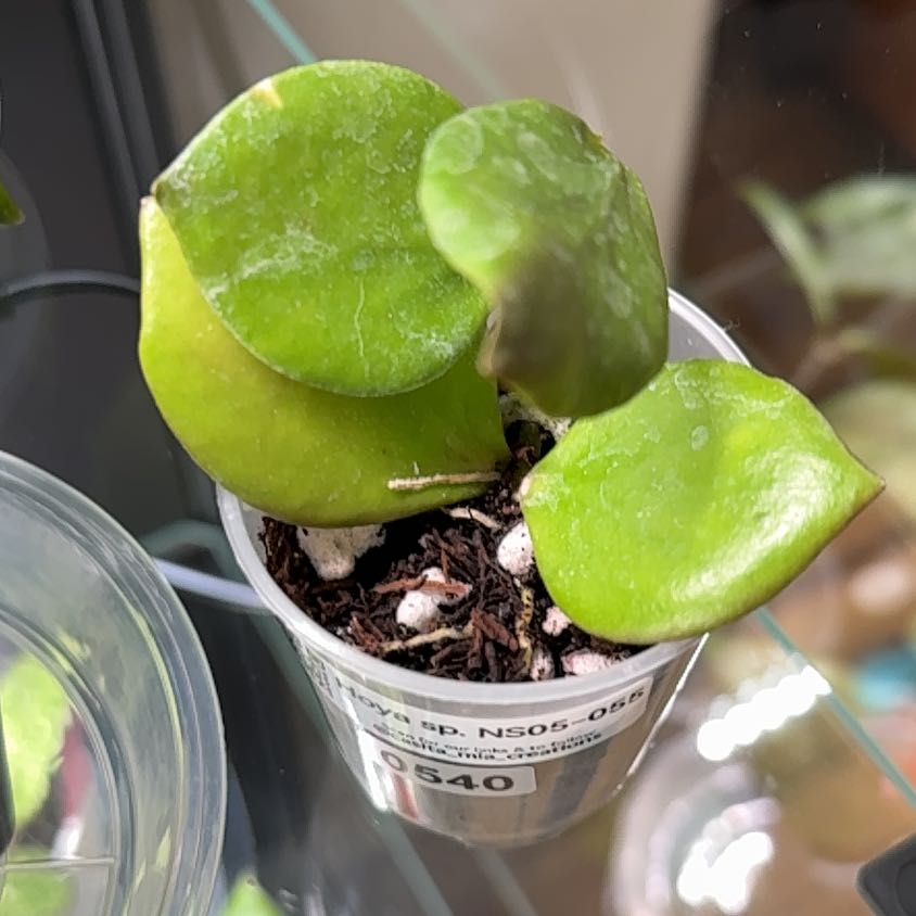 Photo of the plant species Hoya nova by @Dawgfreak named H. NS-05-055 (anulata clone) on Greg, the plant care app
