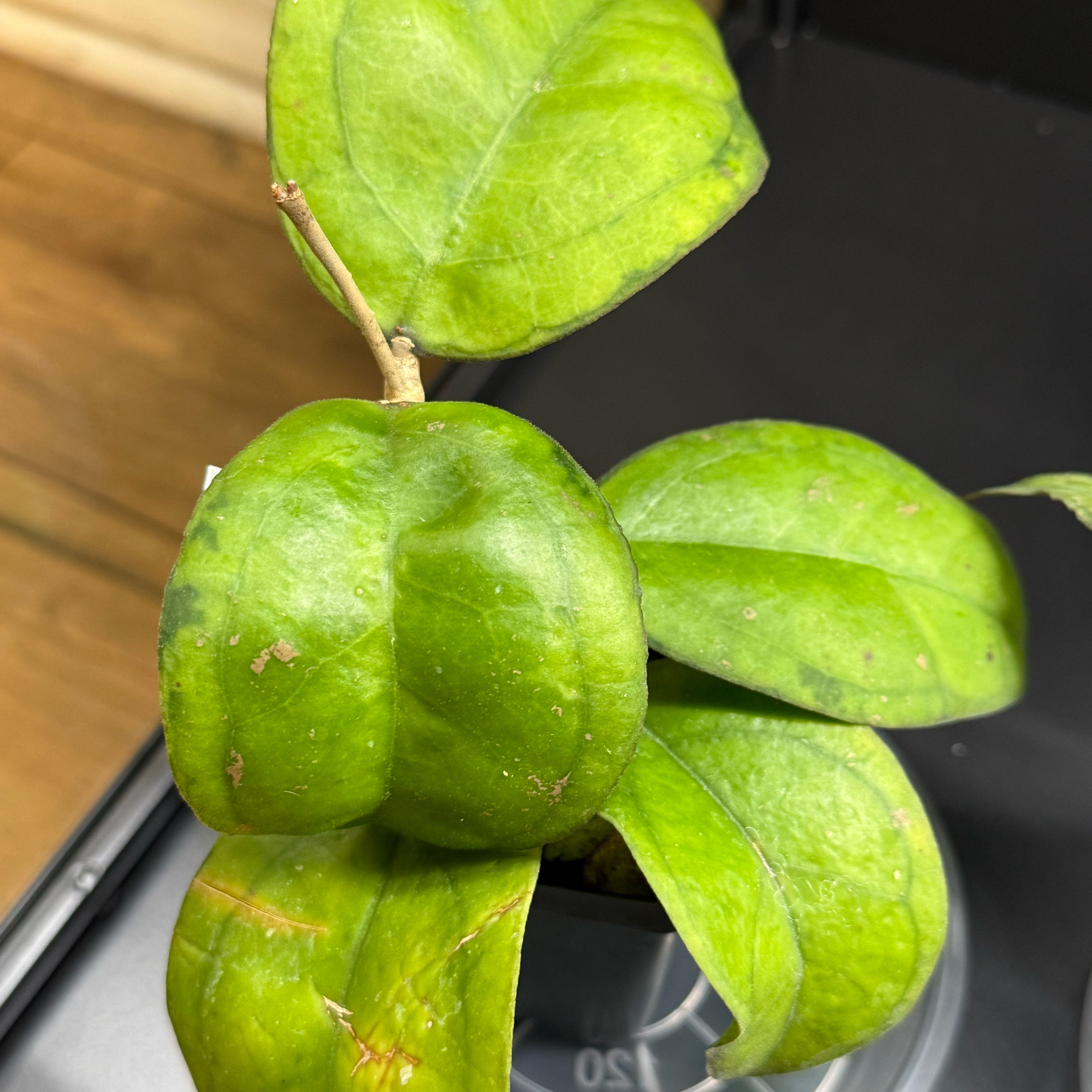 Photo of the plant species Hoya Sp Burma x by @Dawgfreak named H. borneo round leaf on Greg, the plant care app