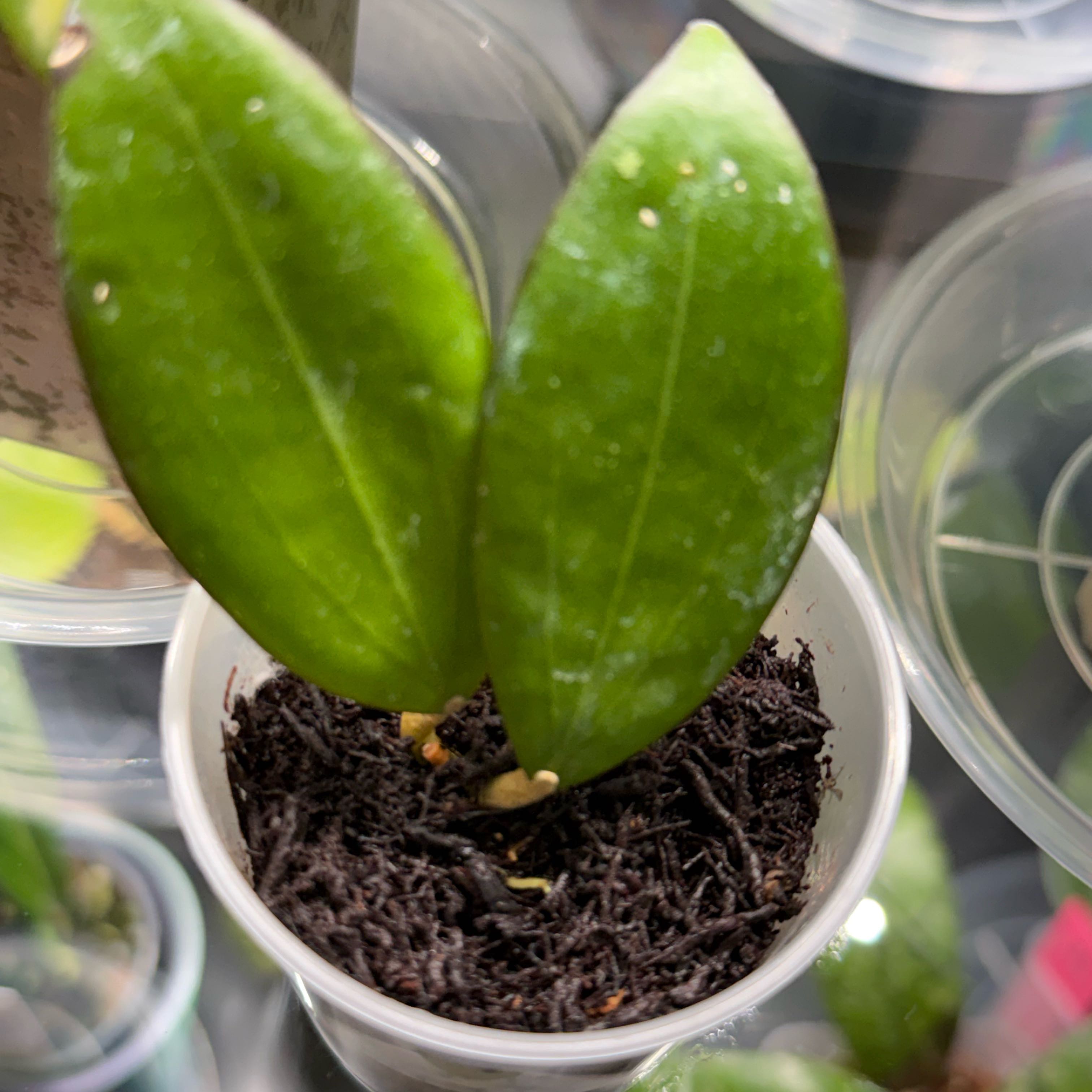 Photo of the plant species Hoya spp. by @Dawgfreak named H. NAP-027 sp. Indonesia on Greg, the plant care app