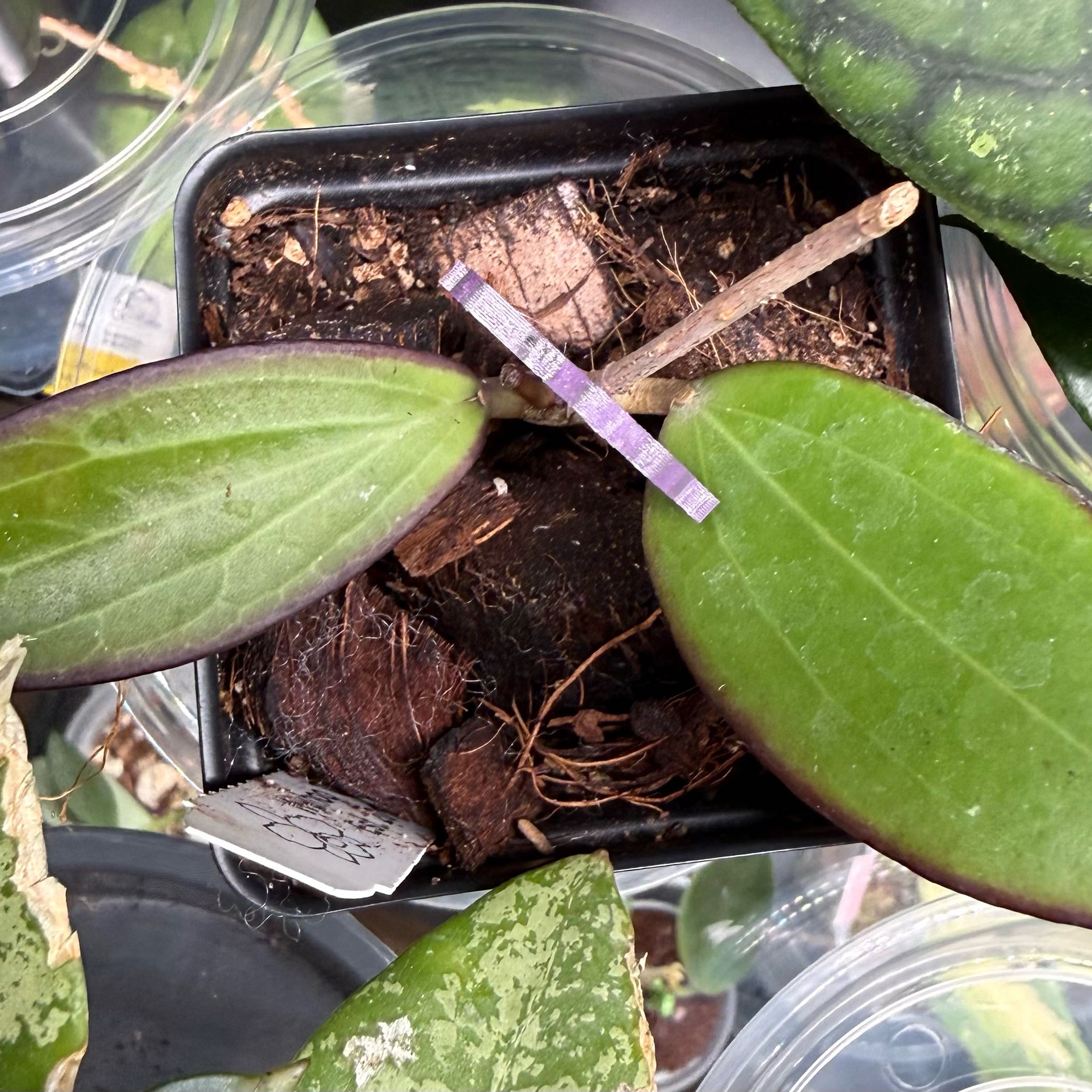 Photo of the plant species Hoya AH-074 by @Dawgfreak named H. ah elle red edge on Greg, the plant care app