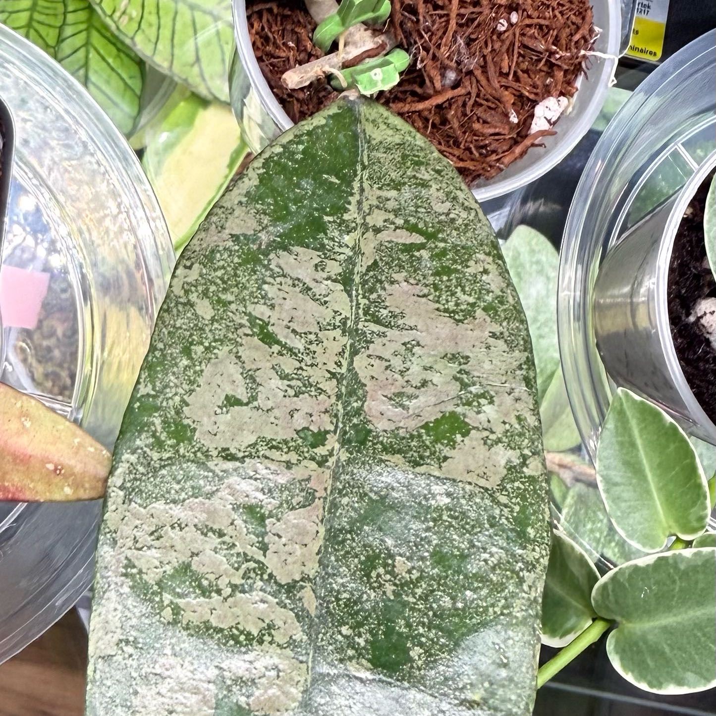 Photo of the plant species Hoya Finlaysonii by @Dawgfreak named H. finlaysonii panggah on Greg, the plant care app