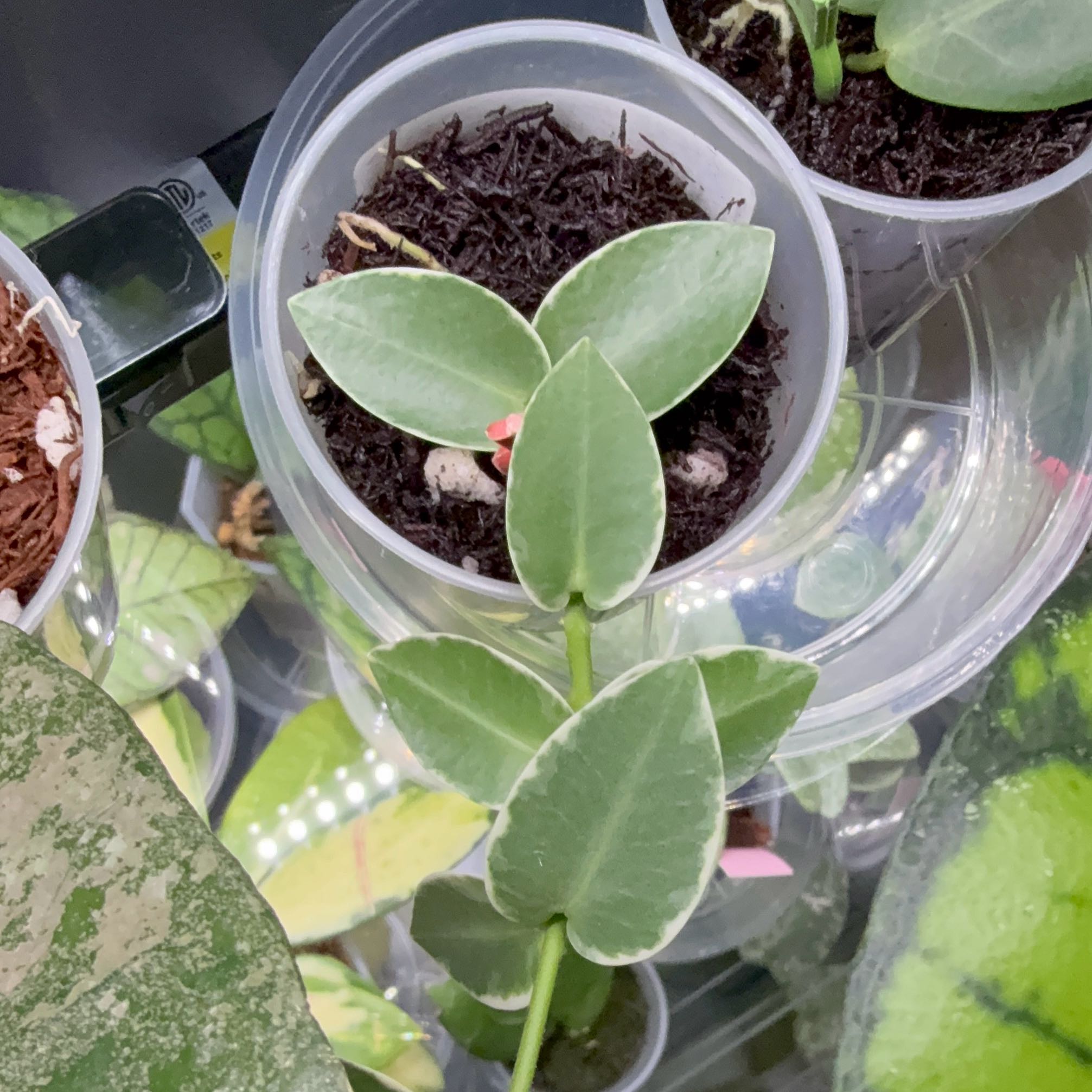 Photo of the plant species Variegated Hoya cumingiana by @Dawgfreak named H. cumingiana variegated on Greg, the plant care app
