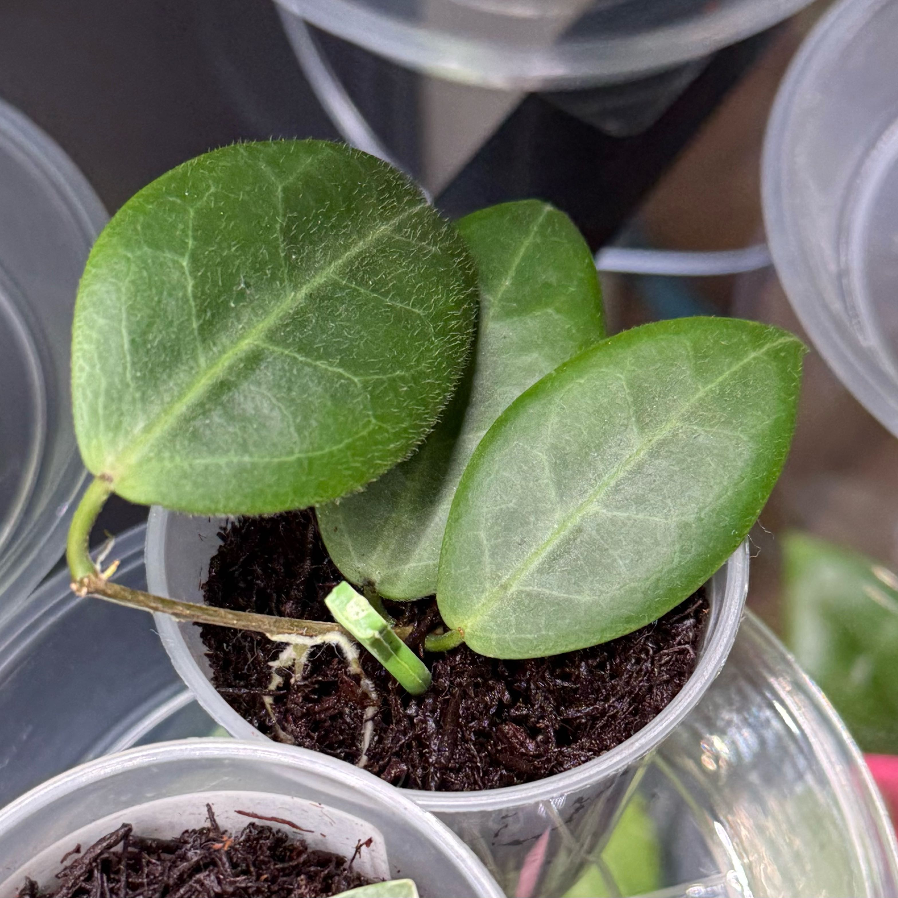 Photo of the plant species Hoya piestolepis by @Dawgfreak named H. piestolepis on Greg, the plant care app