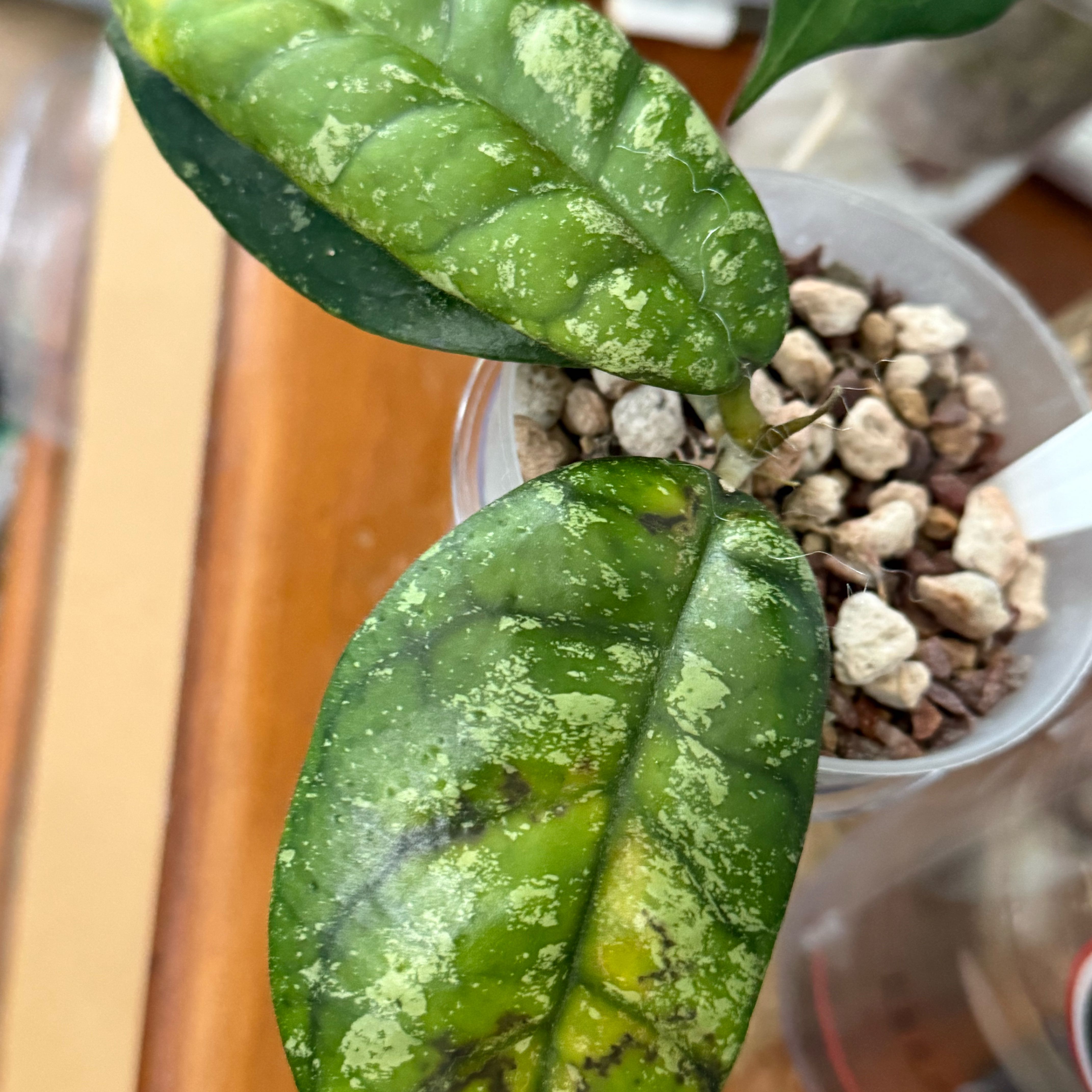 Photo of the plant species Hoya kalimantan by @Dawgfreak named H. kalsel on Greg, the plant care app