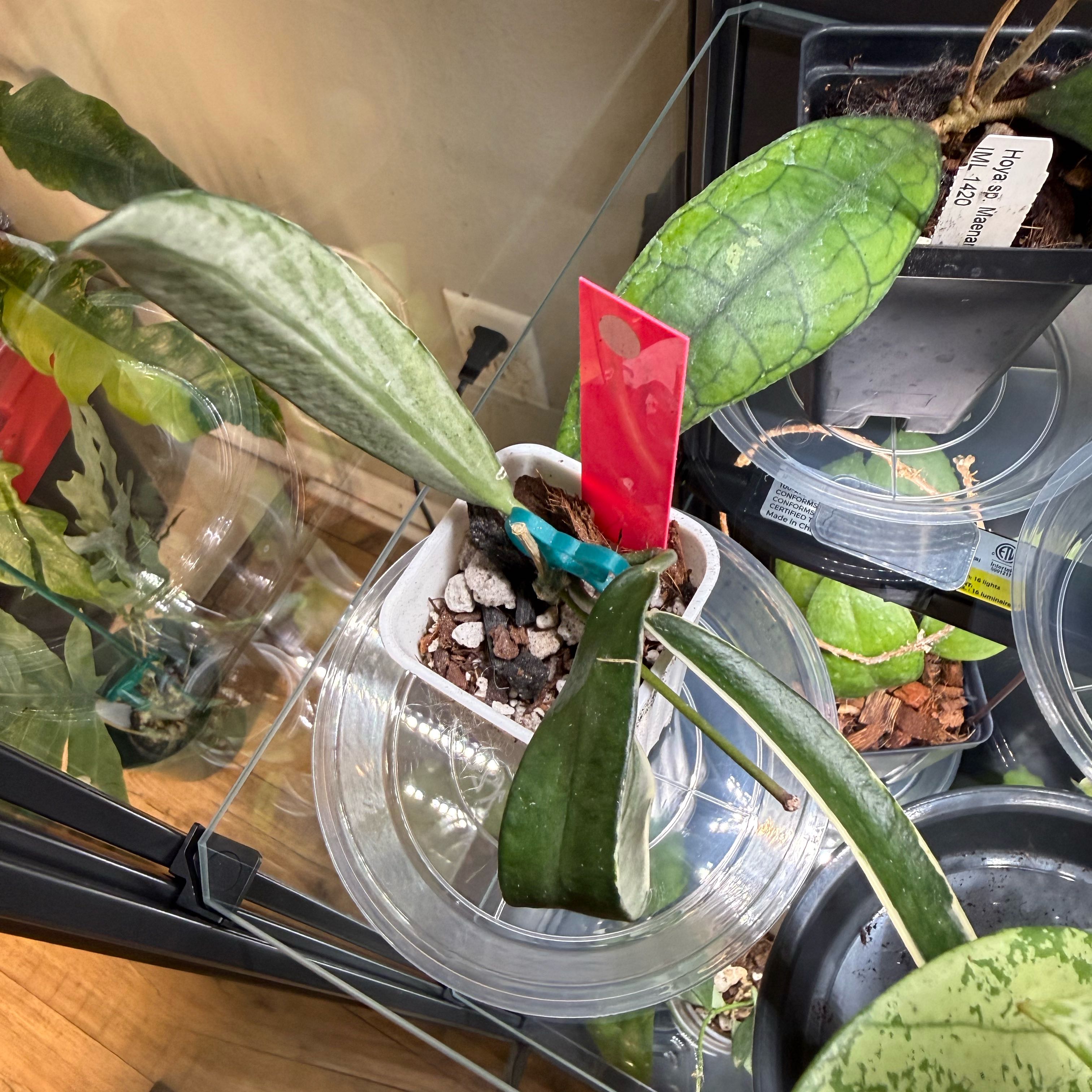 Photo of the plant species Hoya spp. by @Dawgfreak named H. lapin outter variegated on Greg, the plant care app