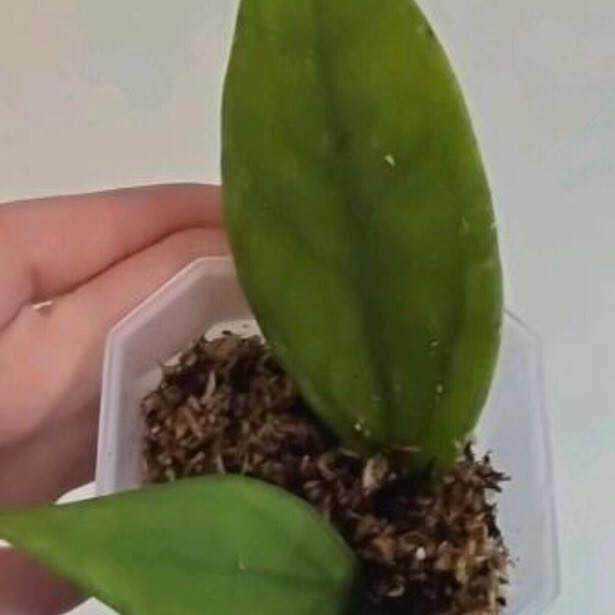 Photo of the plant species Hoya Germany by @Dawgfreak named H. germany on Greg, the plant care app