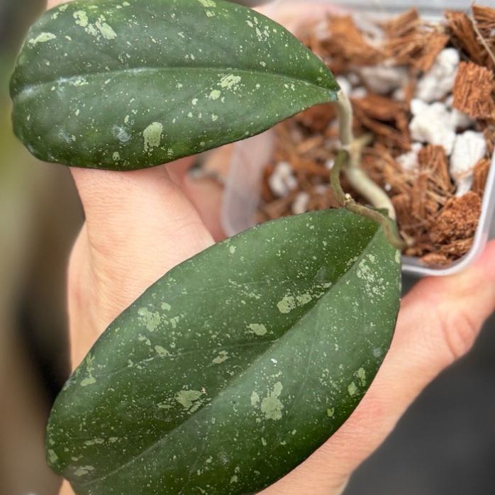 Photo of the plant species Hoya yuennanensis by @Dawgfreak named H. yuna on Greg, the plant care app