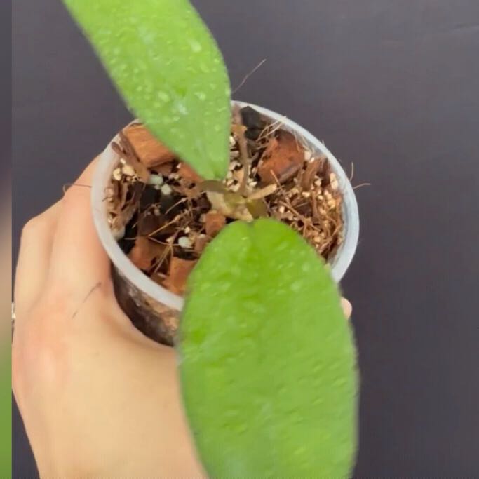 Photo of the plant species Hoya patcharawalai023 by @Dawgfreak named H. JS-003 honeydew  (icensis x erythrina) on Greg, the plant care app