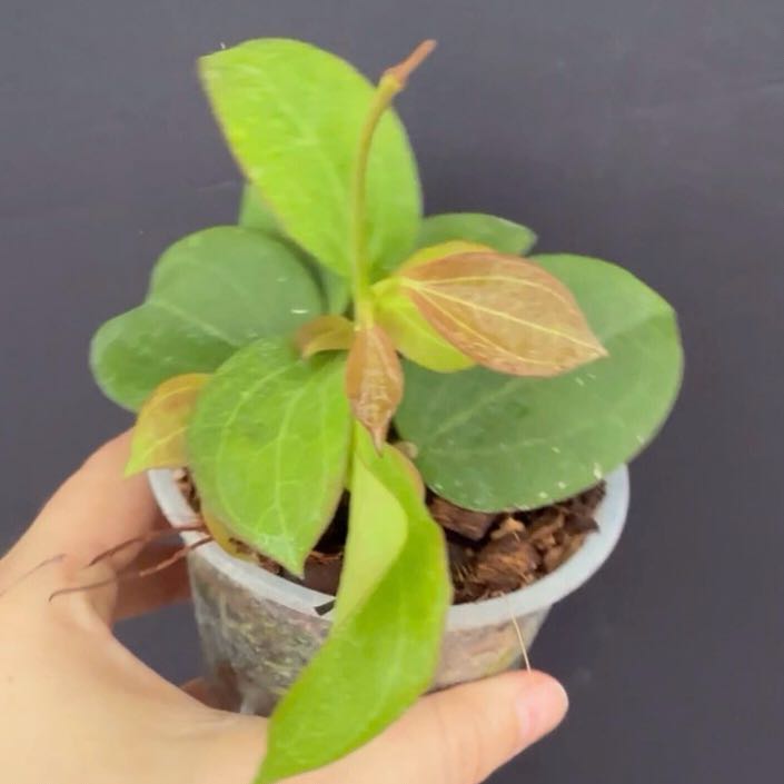 Photo of the plant species Hoya Nicholsoni by @Dawgfreak named H. nicholsoniae x Christine on Greg, the plant care app