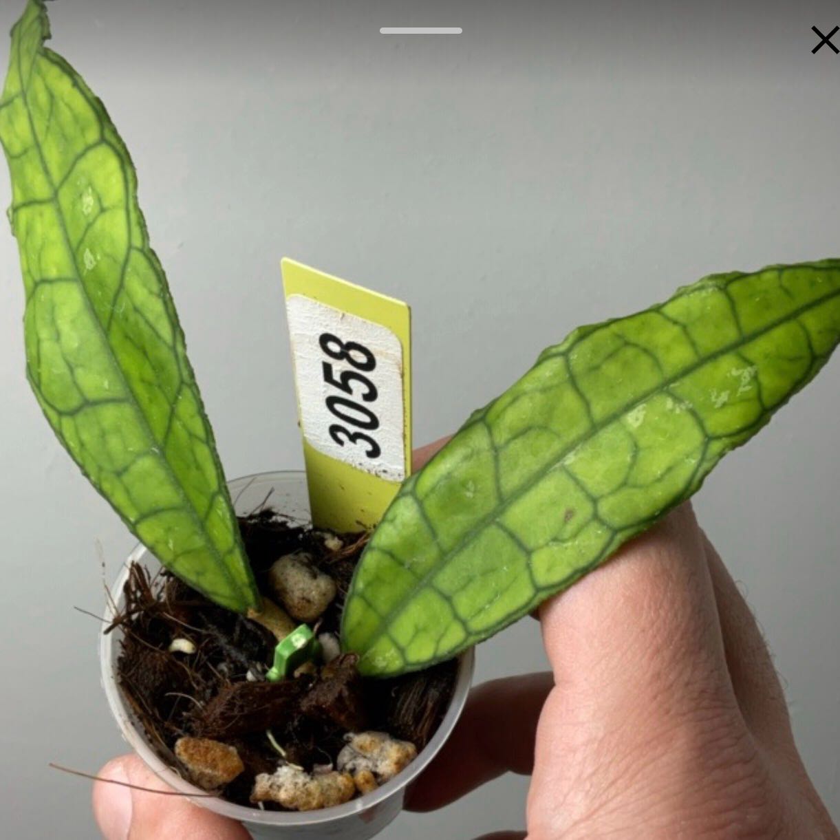 Photo of the plant species Hoya AH-074 by @Dawgfreak named H. ah-073 on Greg, the plant care app
