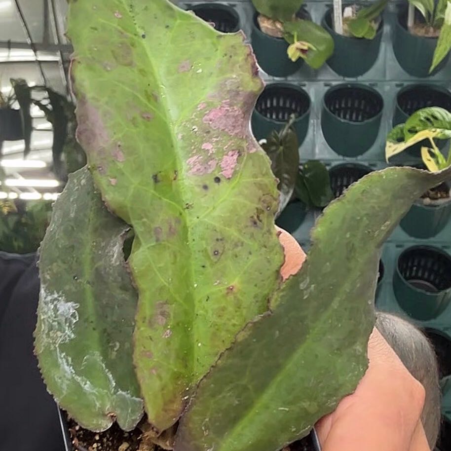 Photo of the plant species Hoya undulata by @Dawgfreak named H. undulata on Greg, the plant care app