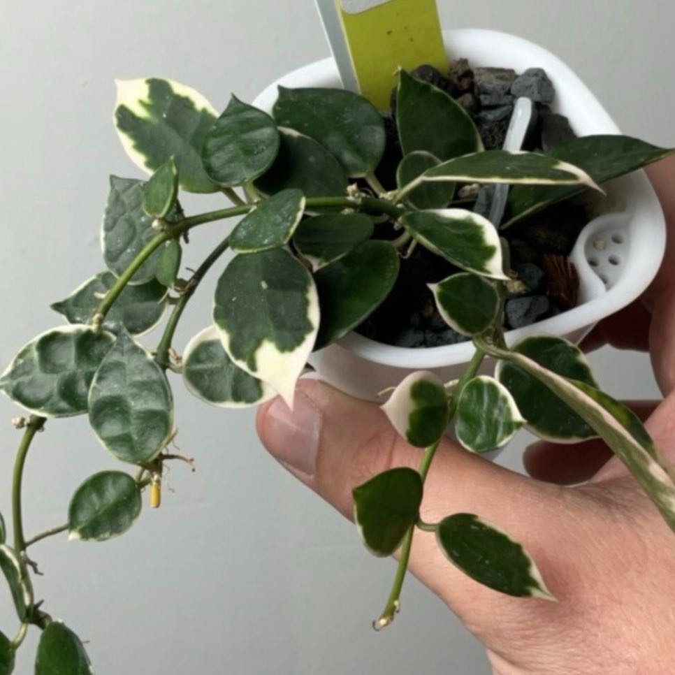 Photo of the plant species Hoya lacunosa ‘Asami’ (cCone 2) by @Dawgfreak named H. lacunosa Asami on Greg, the plant care app