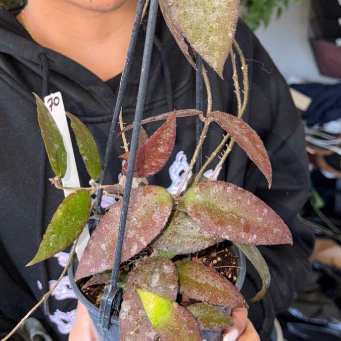 Photo of the plant species Hoya caudata Sumatra by @Dawgfreak named H. caudata Sumatra on Greg, the plant care app