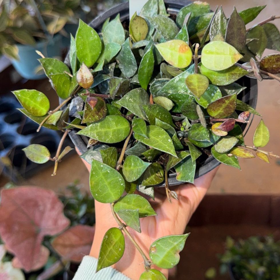 Photo of the plant species Hoya krohniana black by @Dawgfreak named H. krohniana black on Greg, the plant care app