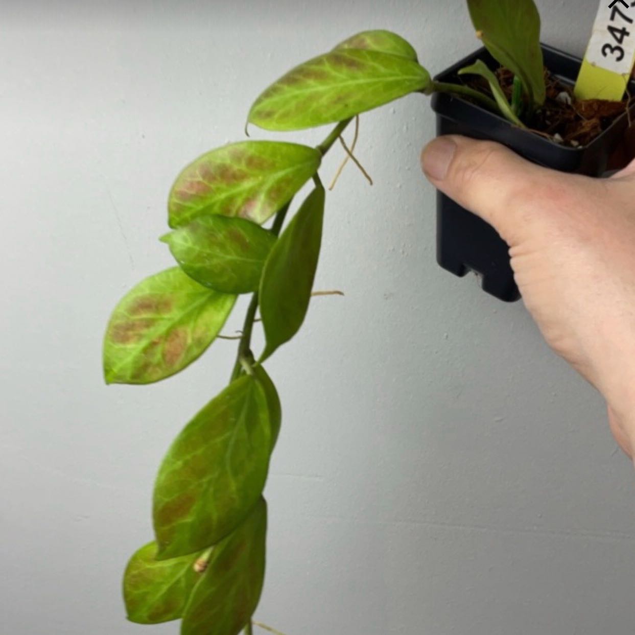 Photo of the plant species Hoya obscura by @Dawgfreak named H. obscura on Greg, the plant care app