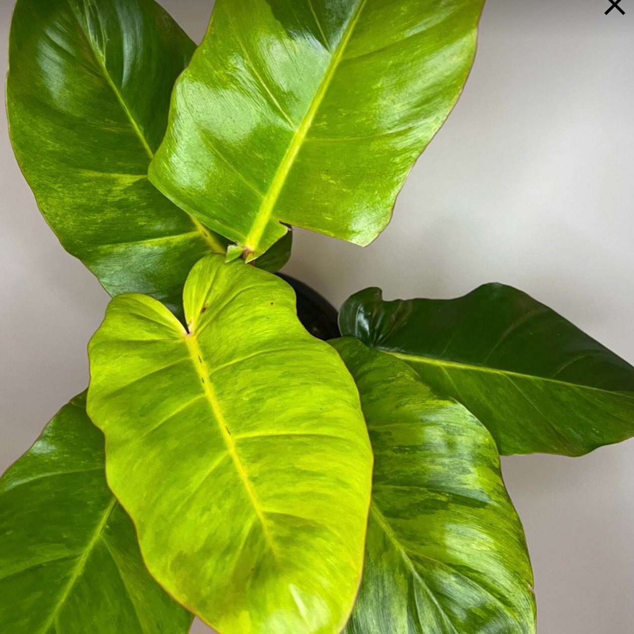 Photo of the plant species Jungle Fever Green by @Dawgfreak named Philo Jungle Fever on Greg, the plant care app