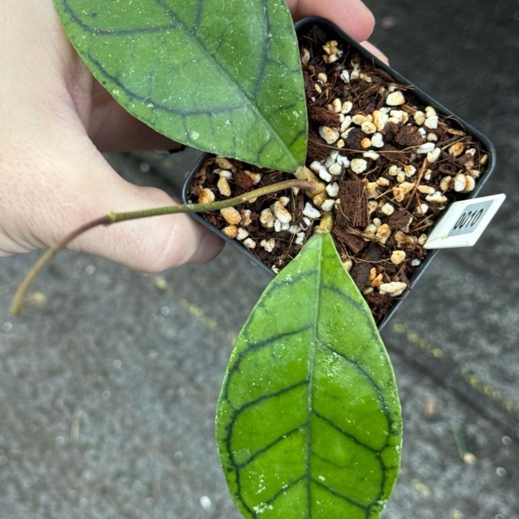 Photo of the plant species Hoya 'Callistophylla' by @Dawgfreak named H. callistophylla Spider on Greg, the plant care app