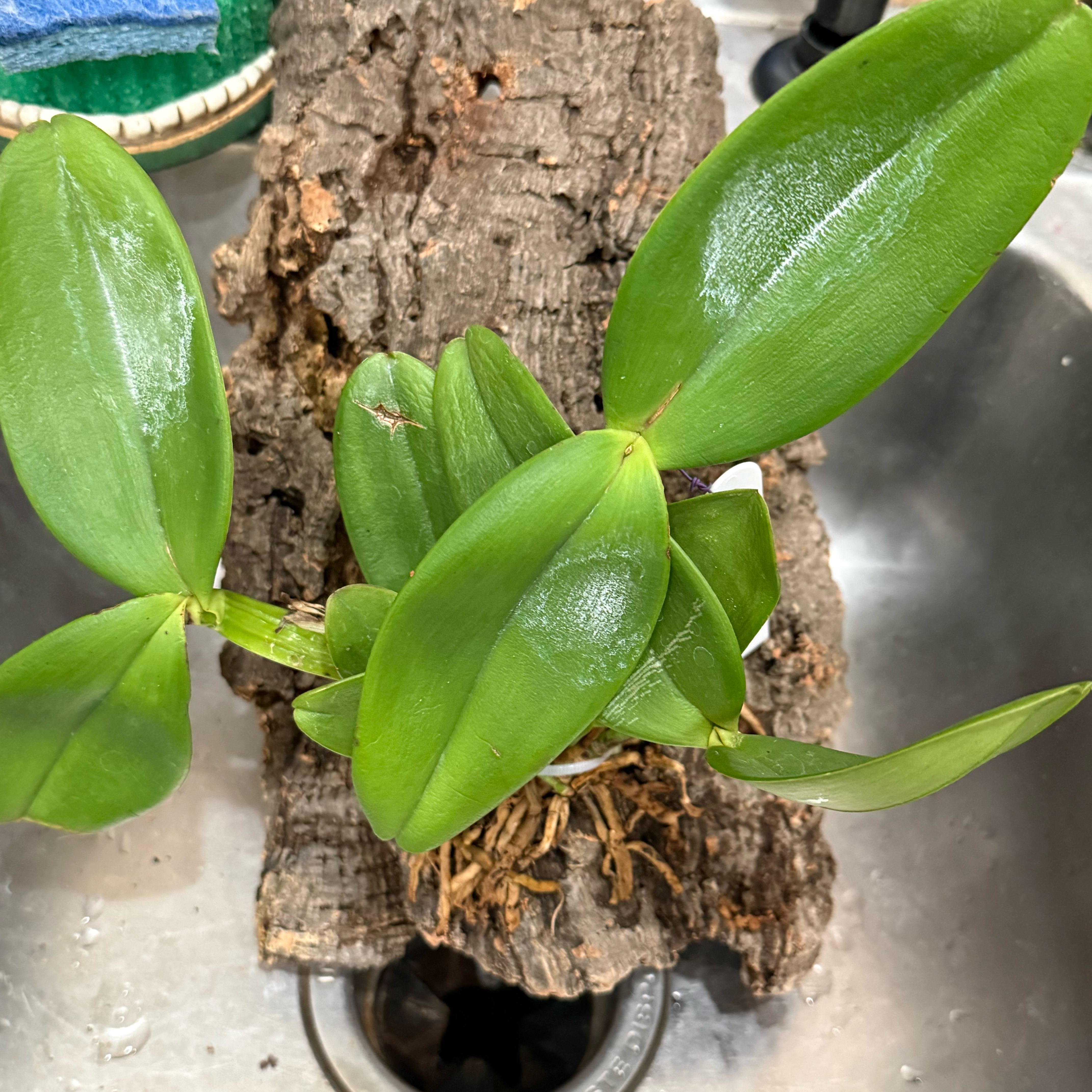 Photo of the plant species Cattleya Hybrid by @Dawgfreak named Doja Cat on Greg, the plant care app