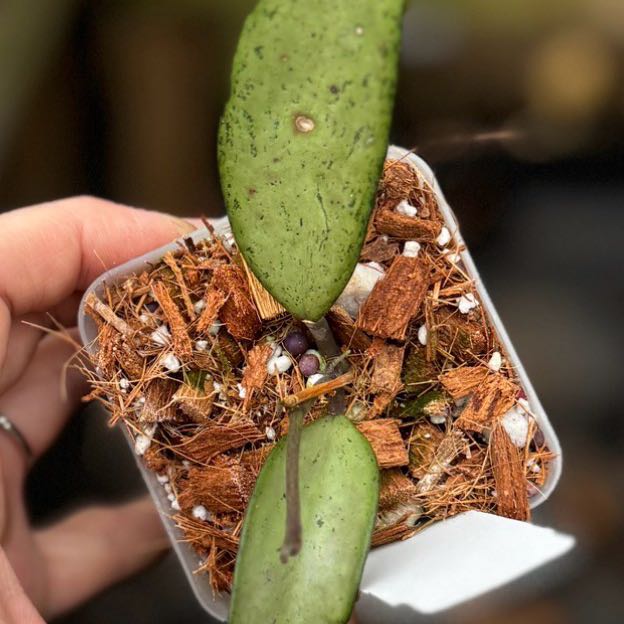 Photo of the plant species Hoya Silver by @Dawgfreak named H. snow cui on Greg, the plant care app