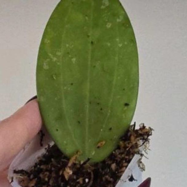 Photo of the plant species Pink Hoya Hanhiae by @Dawgfreak named H. hanhiae pink on Greg, the plant care app