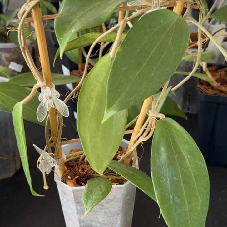 Photo of the plant species Hoya cinnamomifolia by @Dawgfreak named H. cinnamomifolia on Greg, the plant care app